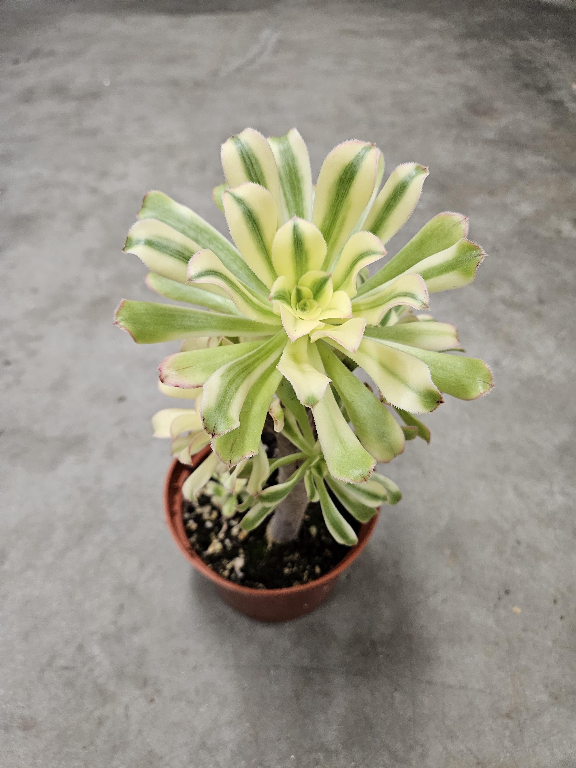 6" Aeonium Arboreum - White Variegated - Albovariagatum