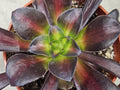 4" Aeonium Kilimanjaro - Rare Aeonium