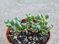 4" String of Tears - Senecio Citriformis