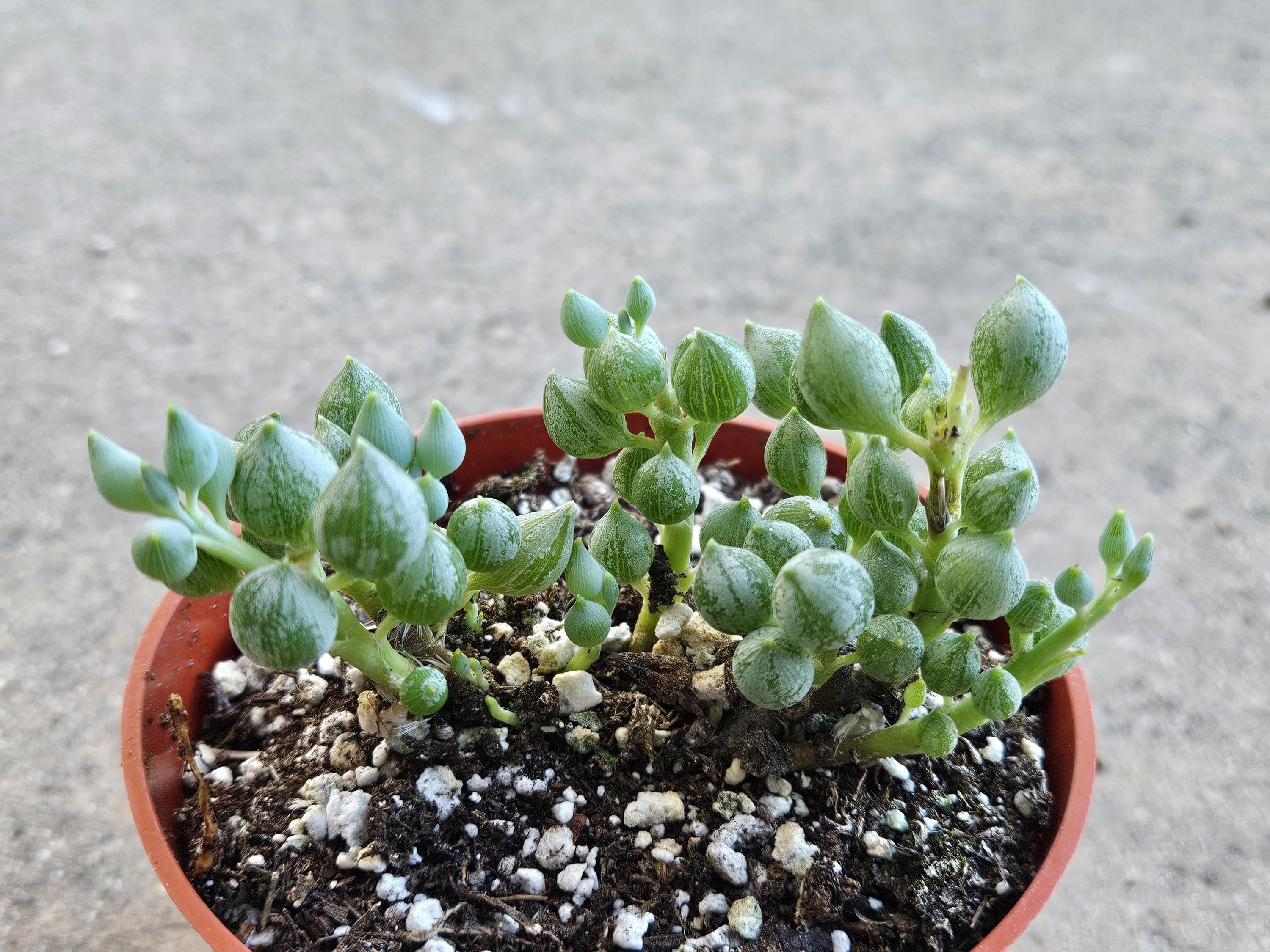 4" String of Tears - Senecio Citriformis
