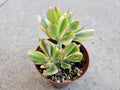 4" Variegated Tricolor Jade - Crassula Ovata 'Tricolor'