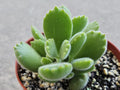 4" Bear Paw Succulent - Soft/Fuzzy Succulent - Cotyledon tomentosa
