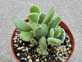 4" Bear Paw Succulent - Fuzzy/Soft Succulent - Bear Paw Shaped Plant - Cotyledon tomentosa