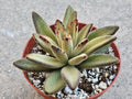 4" Kalanchoe Chocolate Soldier