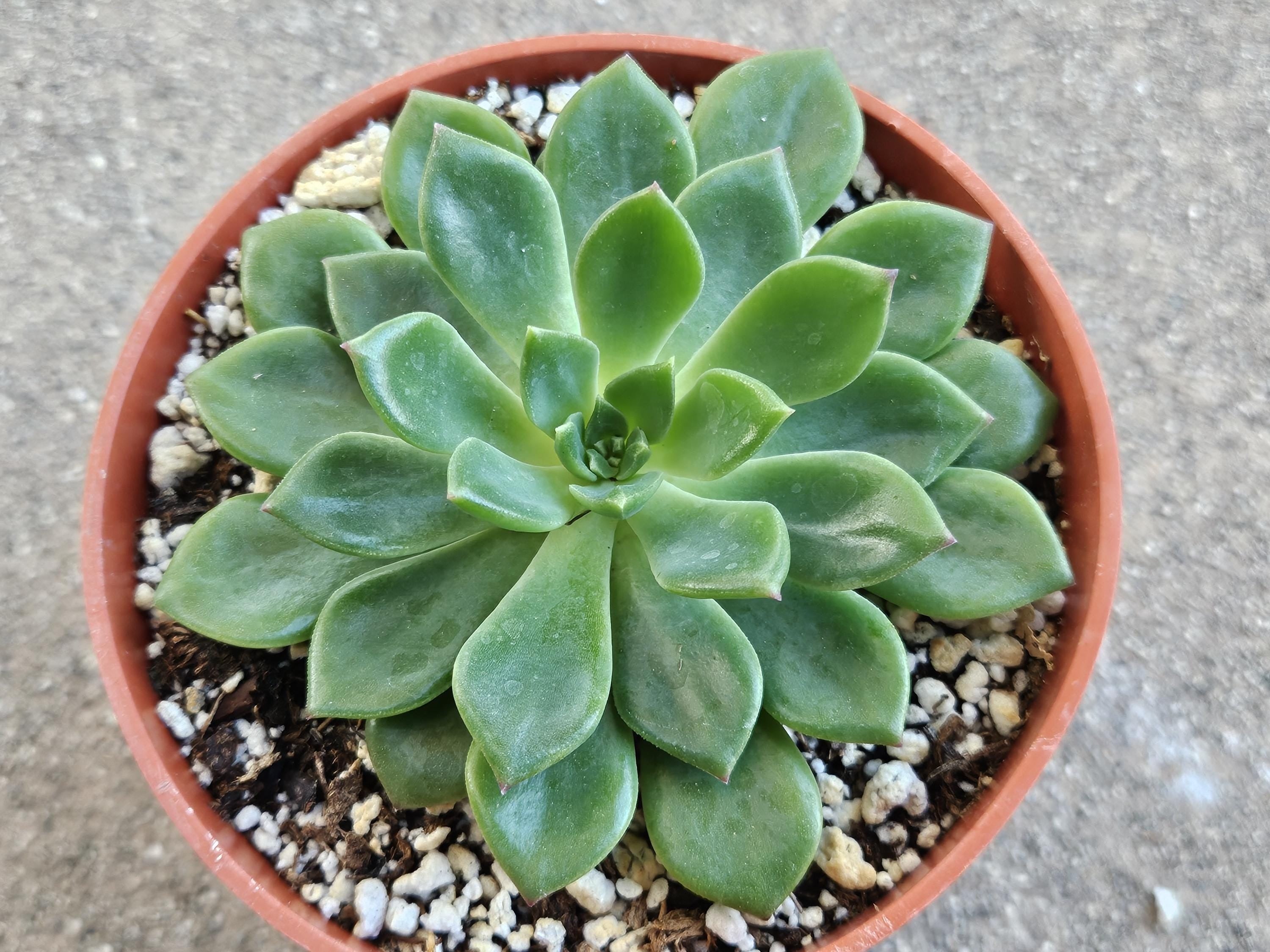 4" Sedeveria Letizia - Lety's Sedeveria
