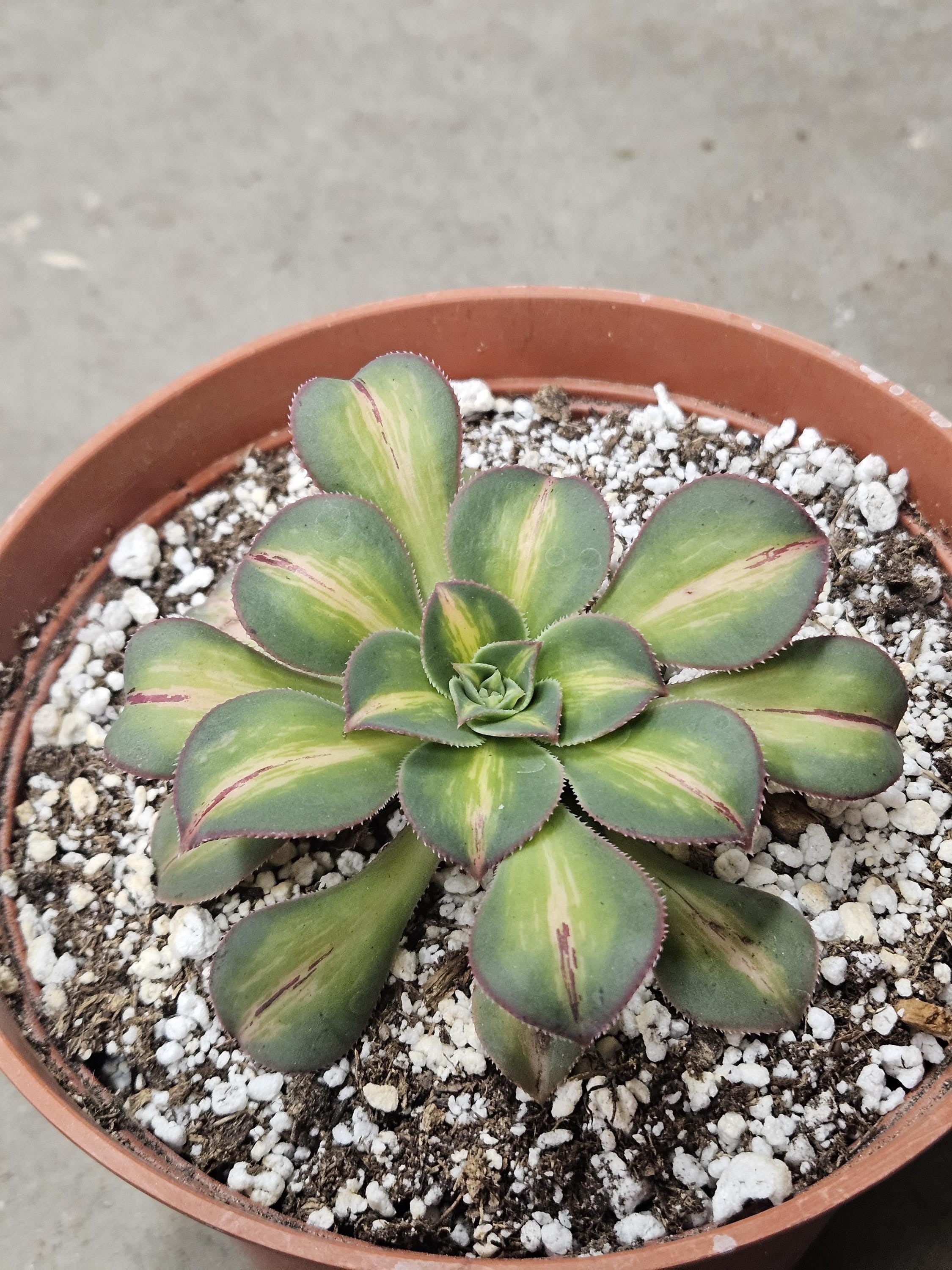 6" Aeonium 'Starburst'