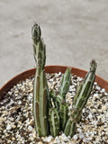 4" Pickle Plant - Senecio stapeliiformis