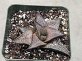 4" Rare Haworthia Tesselata - Rare Succulent
