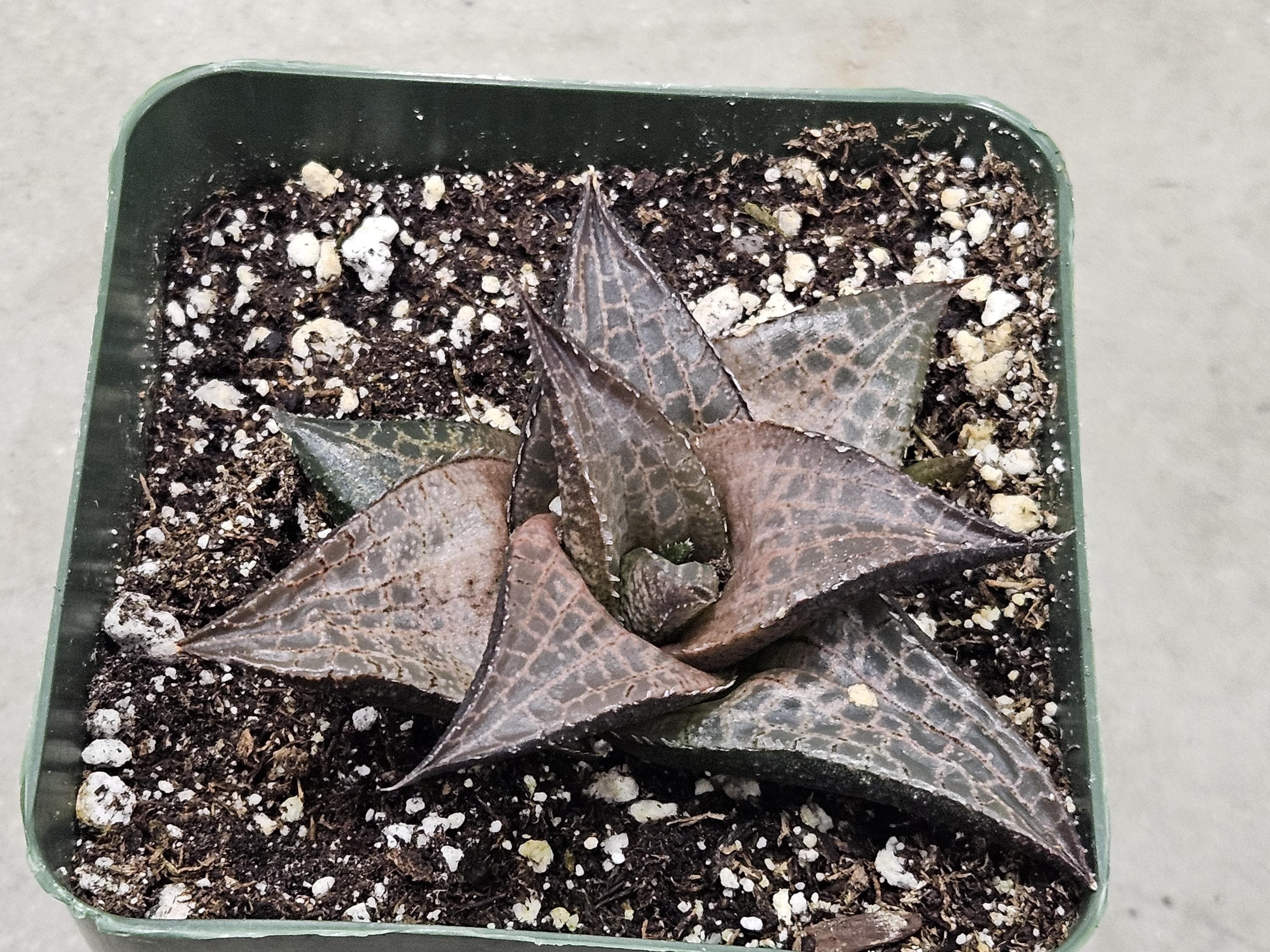 4" Rare Haworthia Tesselata - Rare Succulent