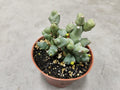 4" Euphorbia Clivicola - Rare Succulent