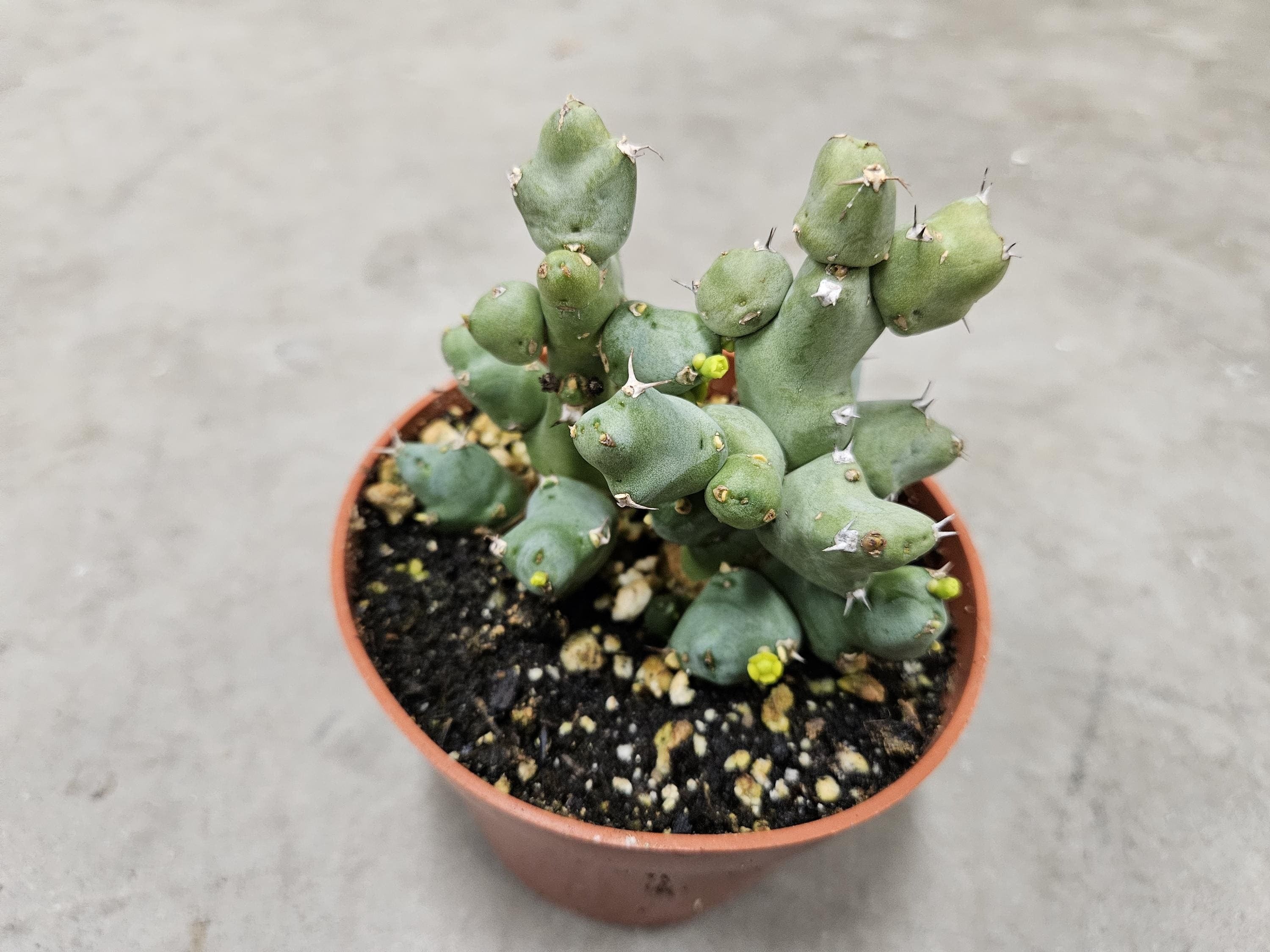 4" Euphorbia Clivicola - Rare Succulent