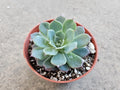 4" Echeveria Pulidonis - Blue Echeveria