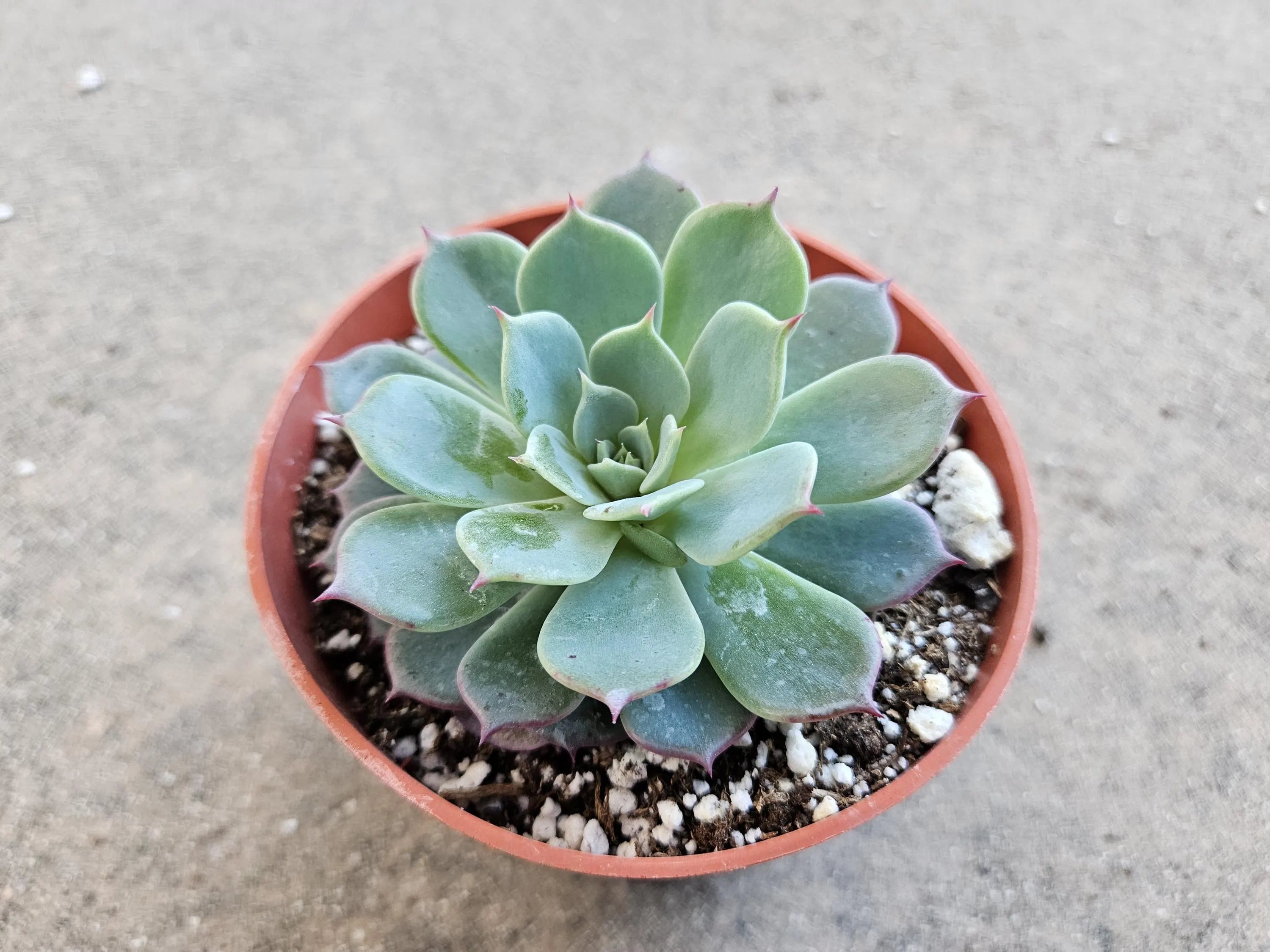 4" Echeveria Pulidonis - Blue Echeveria