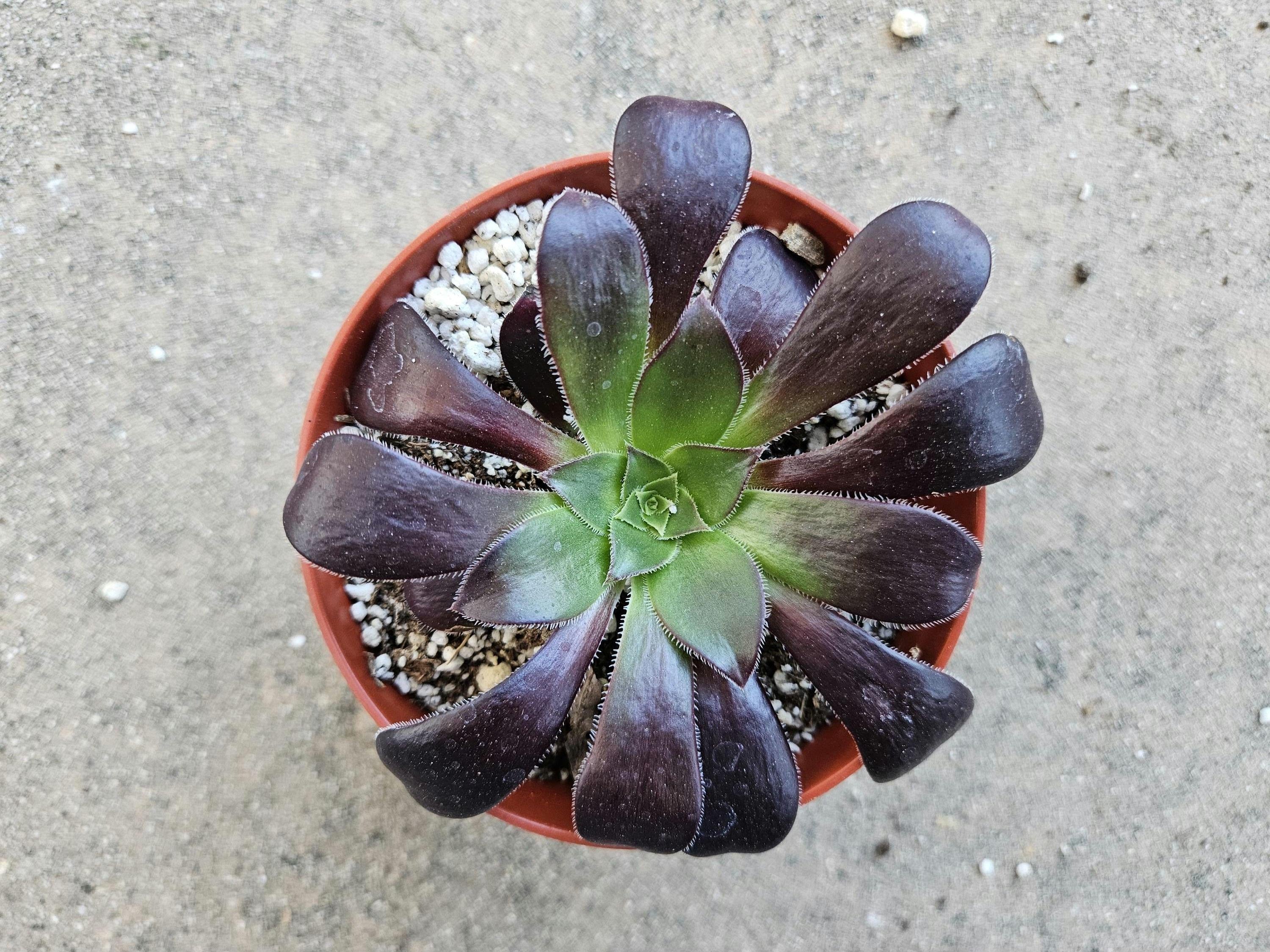4" Aeonium Black Rose