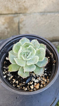 4" Echeveria elegans