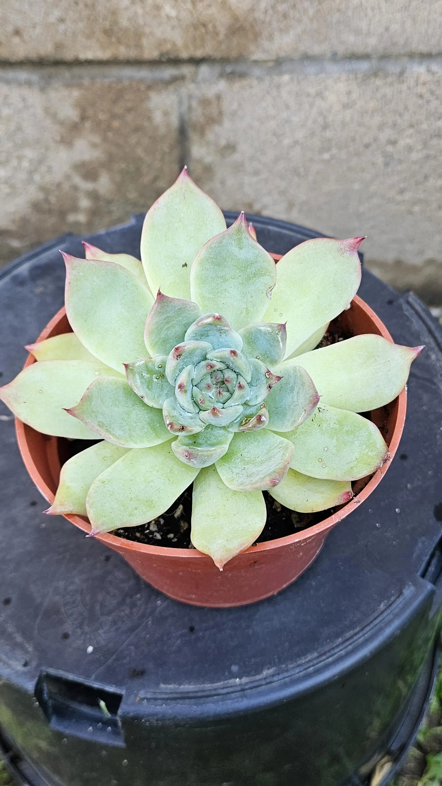 4" Echeveria Pulidonis