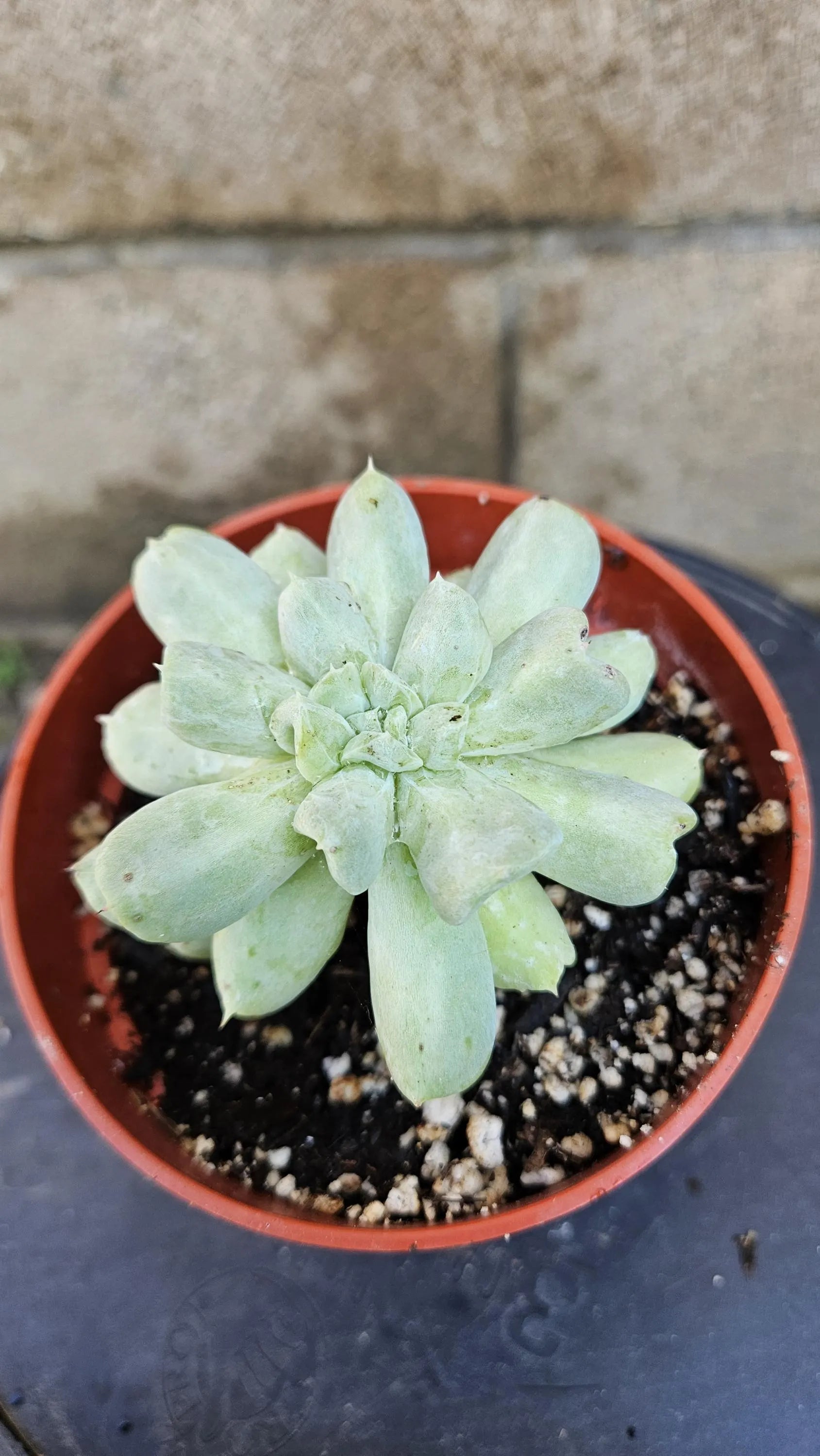 4" Echeveria runyonii 'Topsy Turvy'