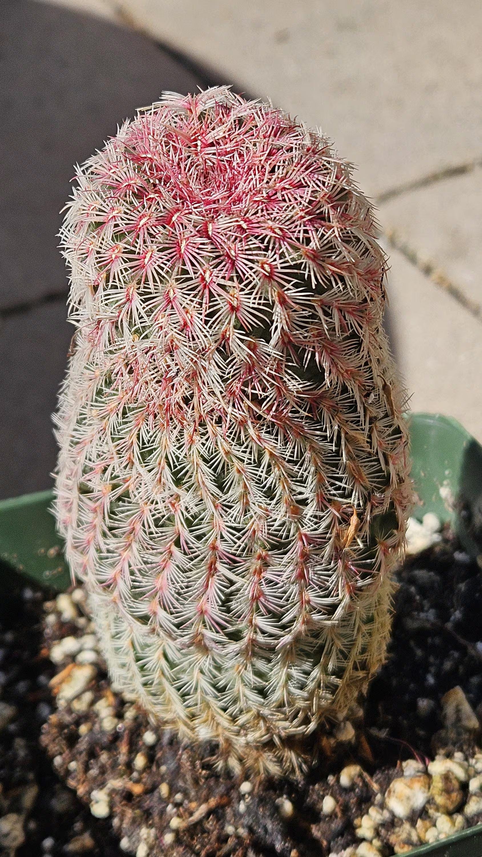 4" Echinocereus rigidissimus - Rainbow Cactus - Rare Cactus
