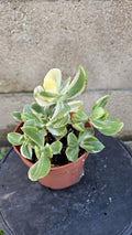 4" Variegated Jade Succulent - Easy Care Bare Root Plant