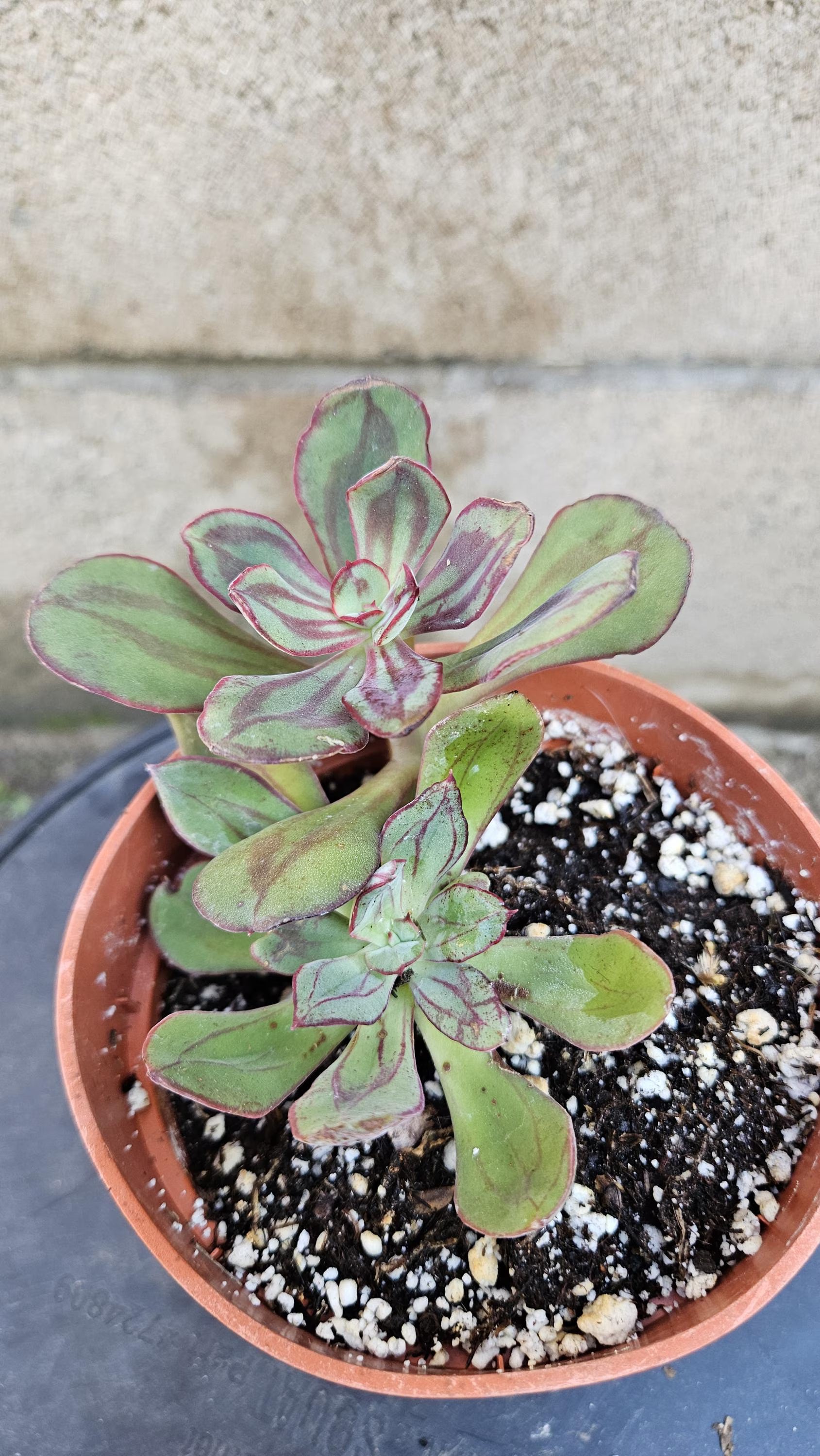 4" Painted Echeveria