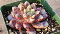 4" Echeveria Blood Swallow - Jelly Jam - Rare Red Variegated Echeveria
