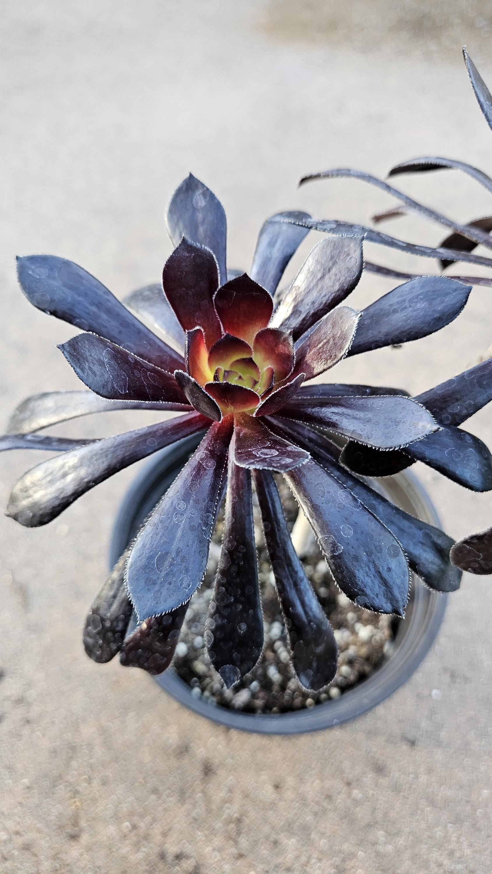 6" Aeonium Black Zwartkop