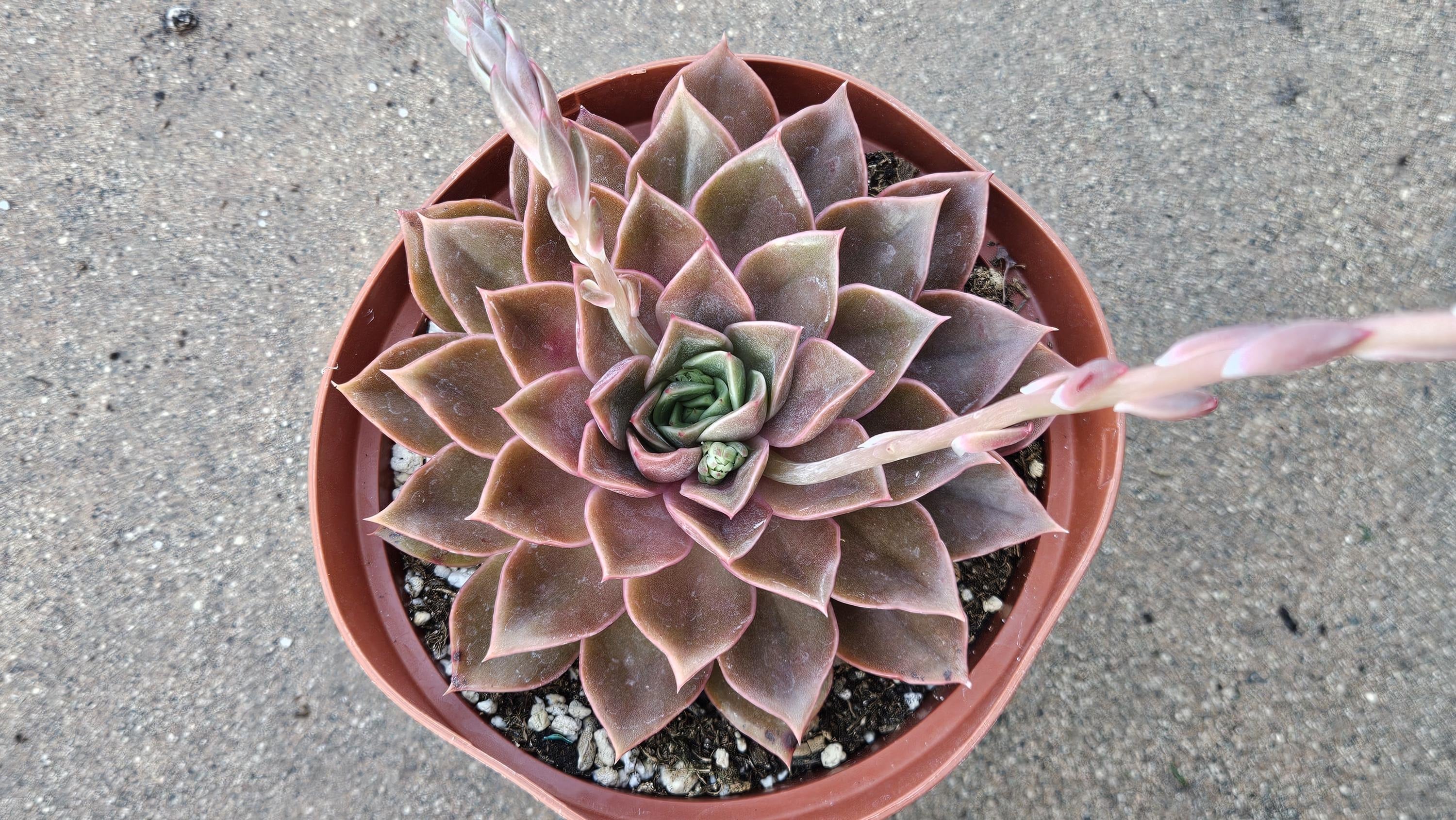 6" Echeveria 'Rubella'