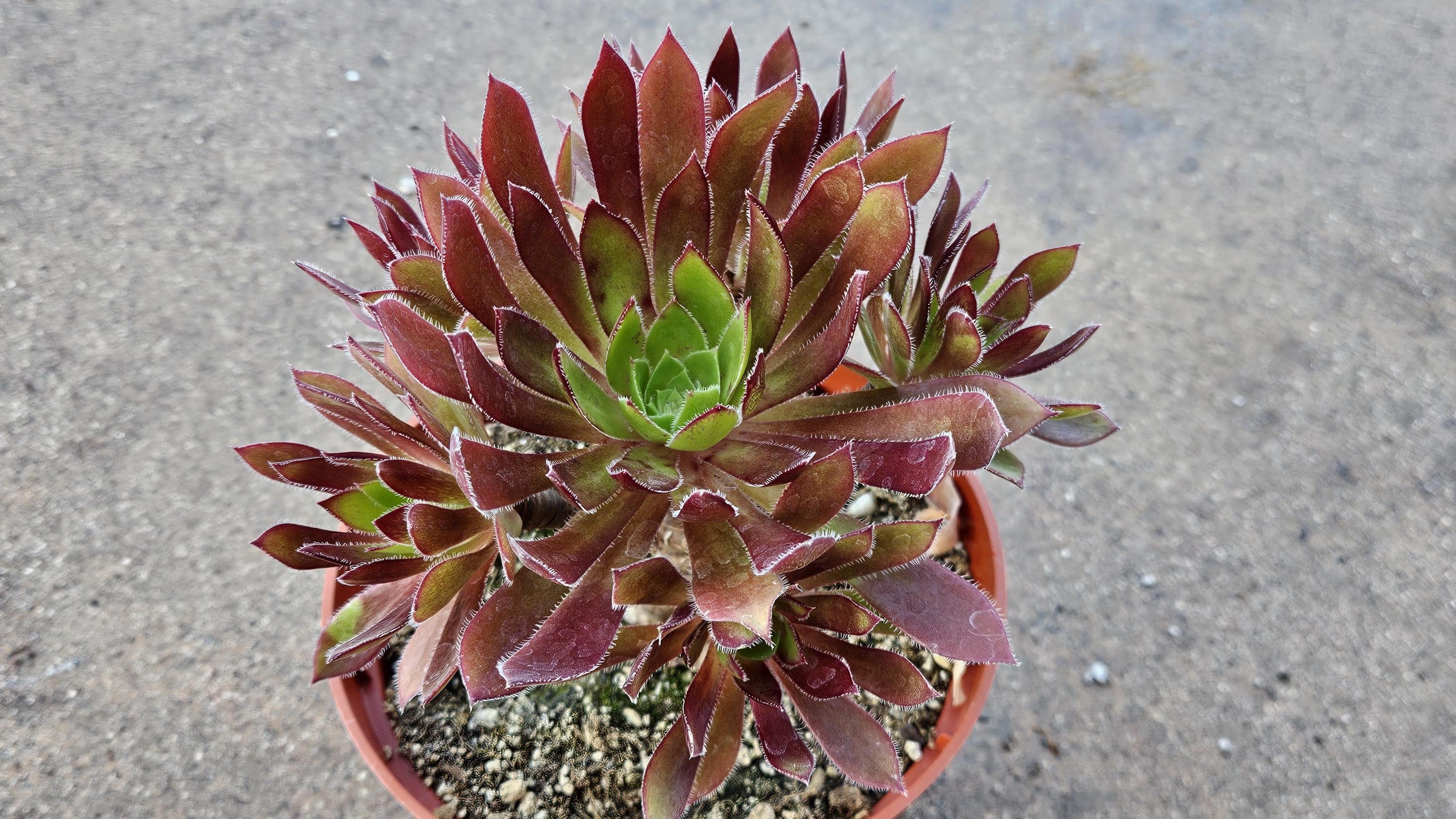 6" Aeonium Firecracker