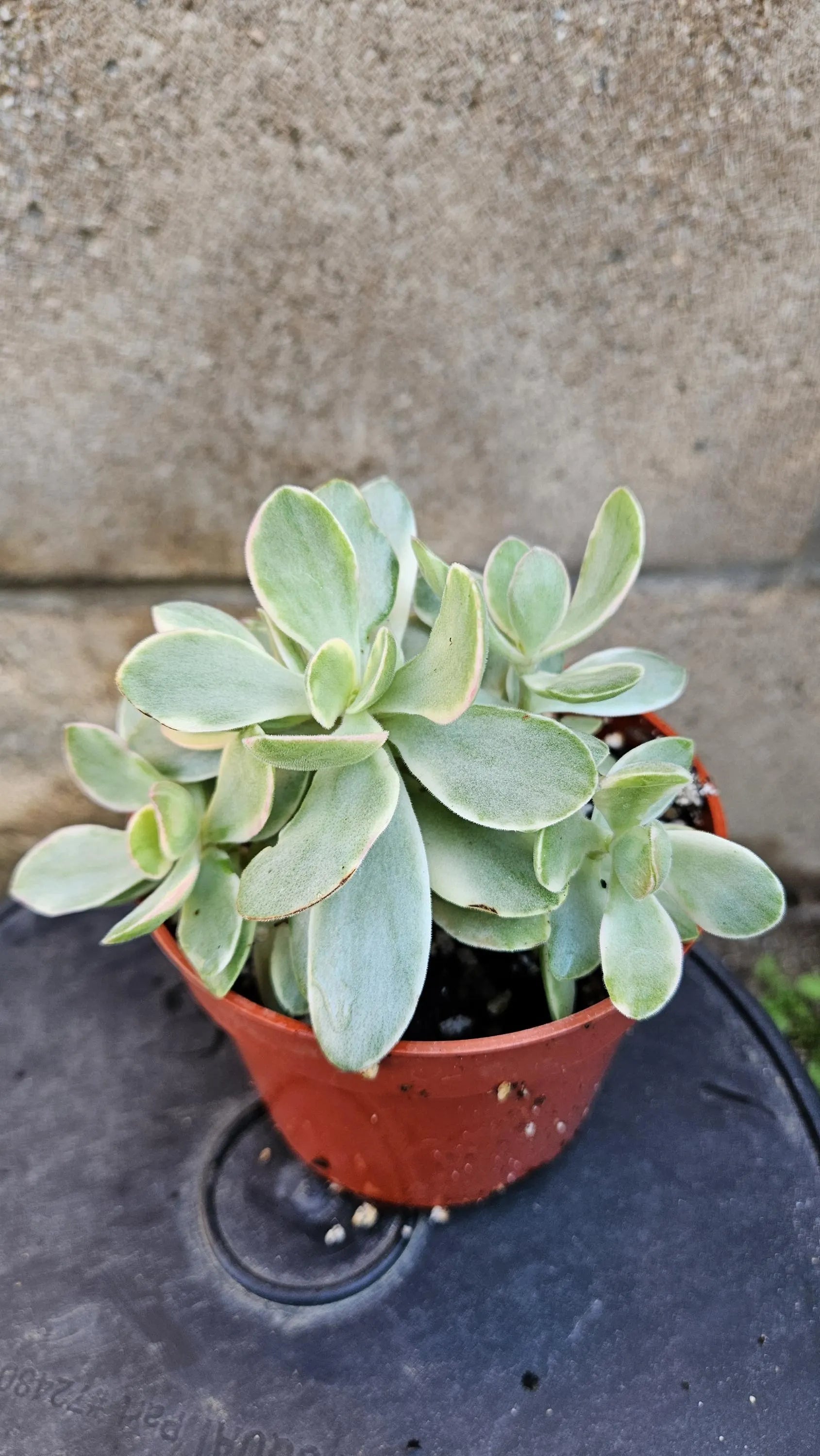 4" Crassula Swaziensis Monkey Maker Variegated