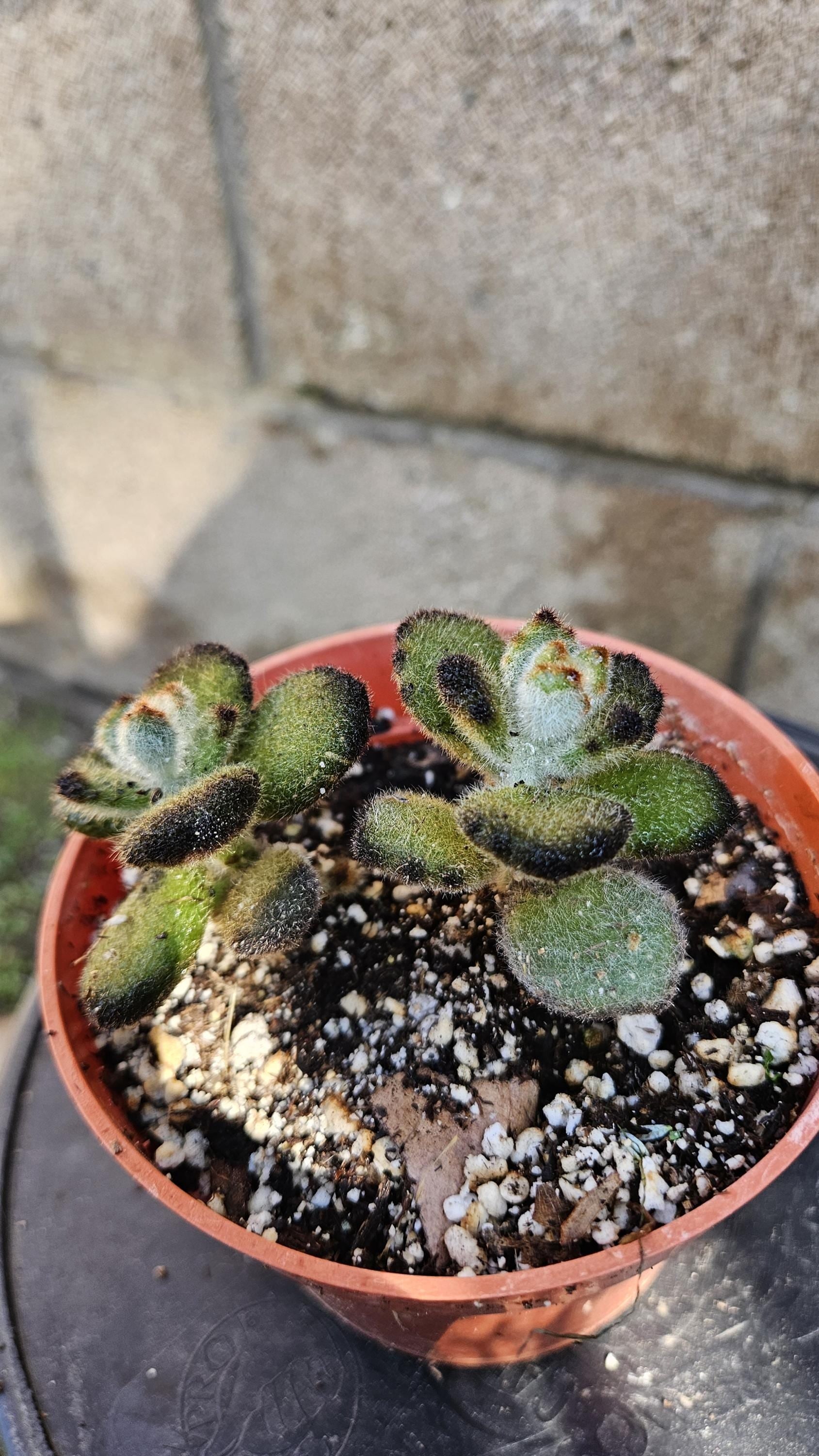4" Mini Kalanchoe tomentosa - Teddy Bear