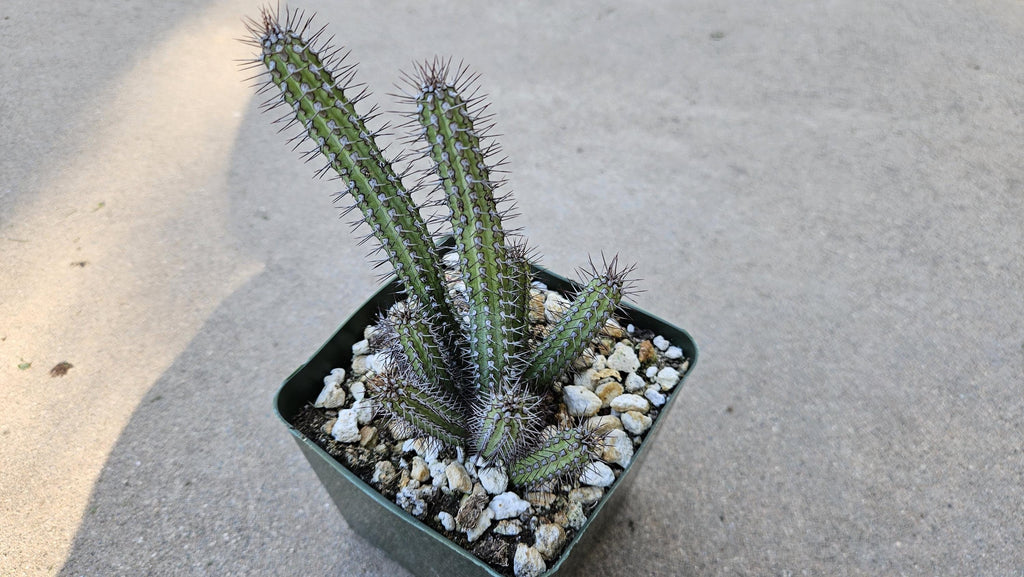 4" Euphorbia Baioensis - Cactus