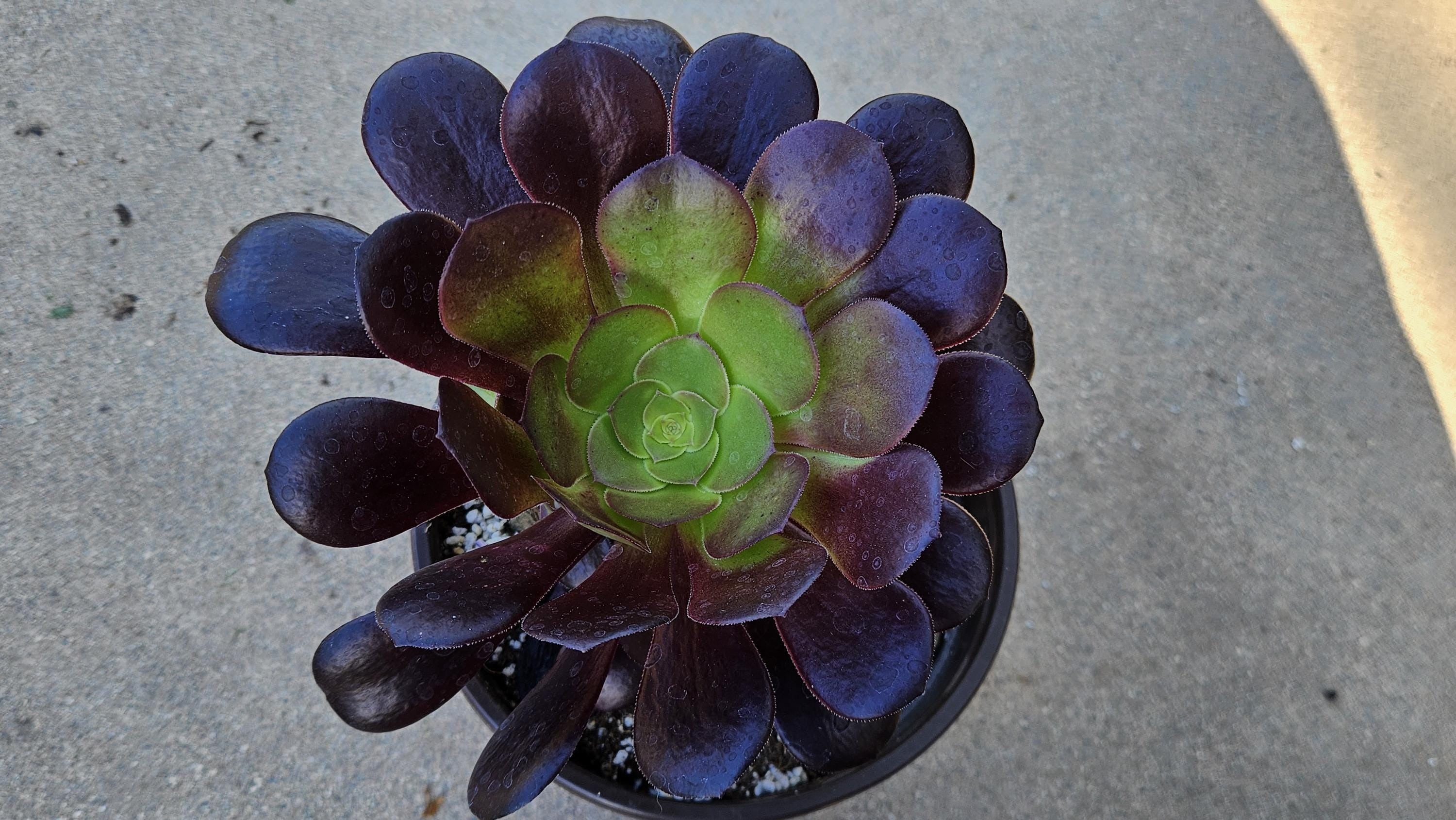6" Aeonium Black Rose - Black Rosette Succulent