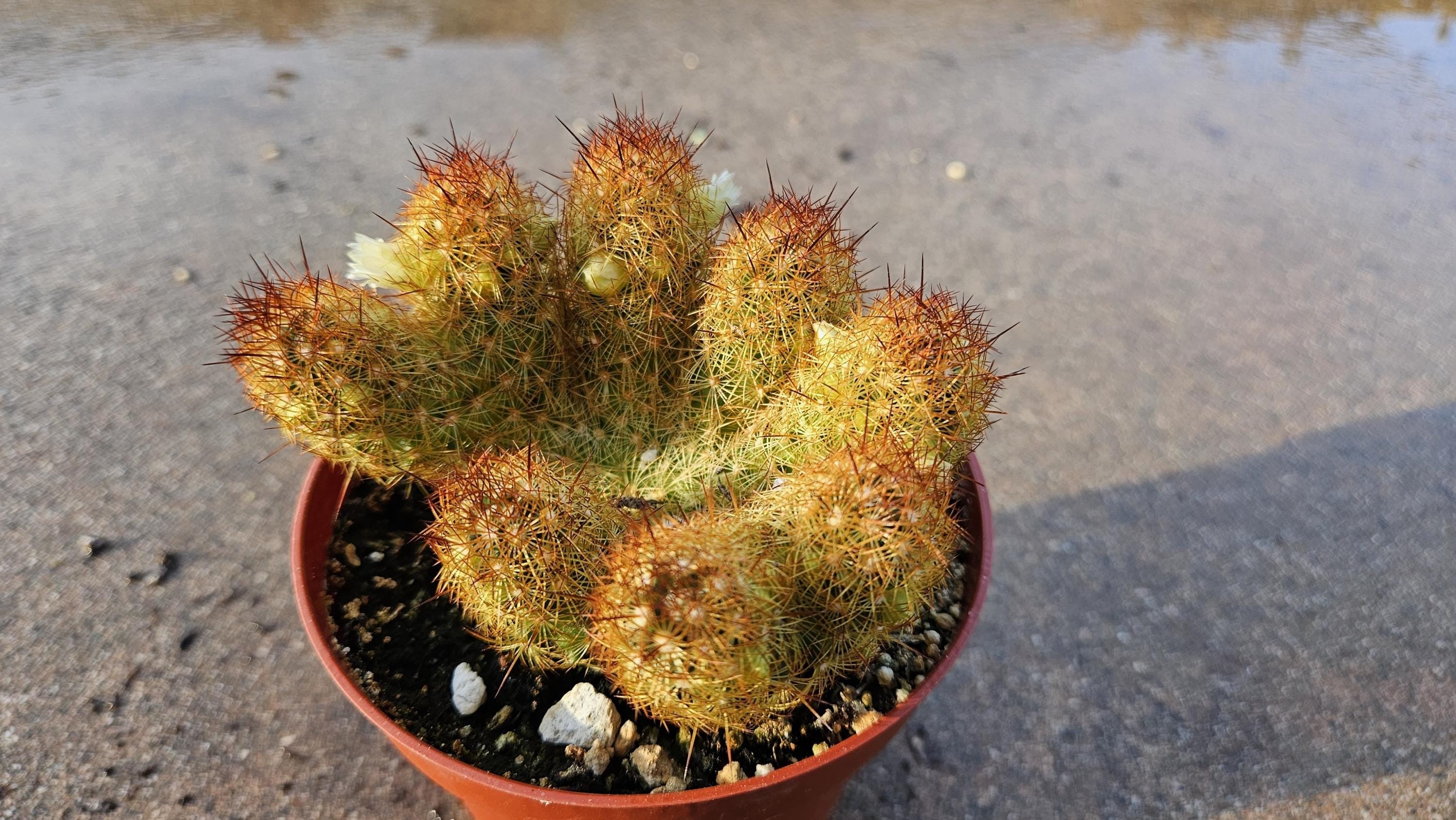 4" Lady Finger Cactus - Mammilaria Elongata - Rare Form