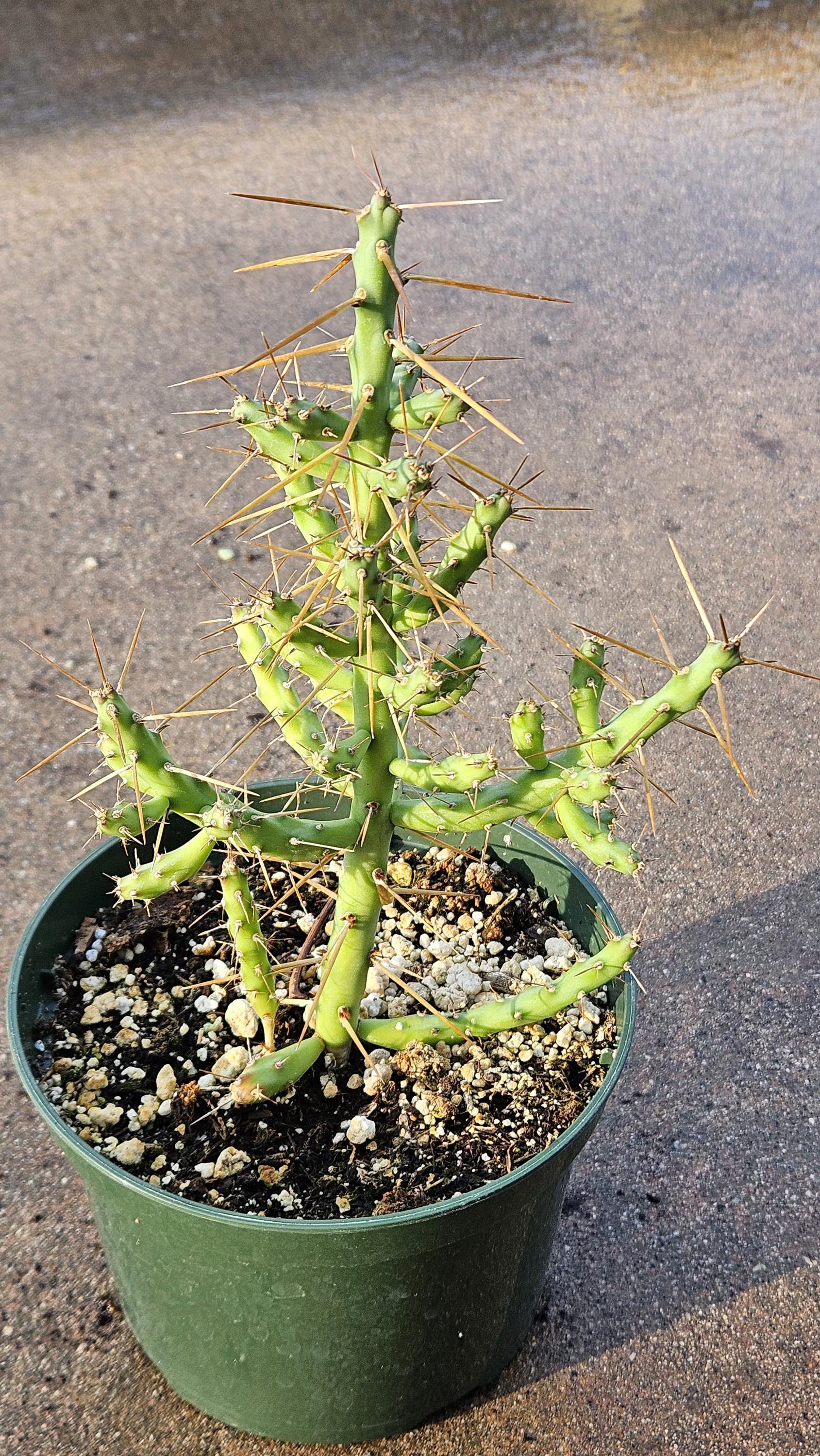 4" Cylindropuntia arbuscula - Pencil Cholla