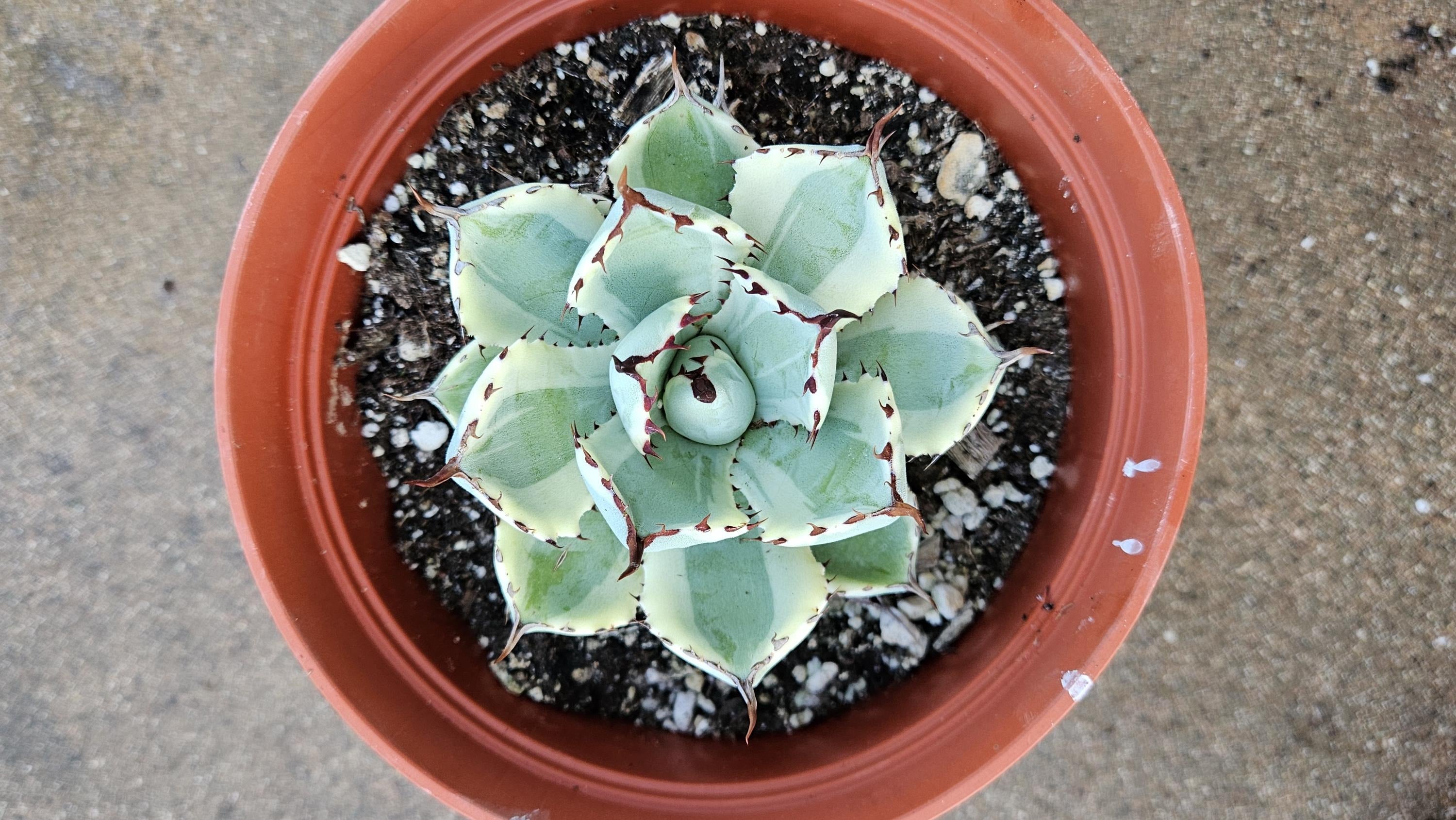 6" Agave - Kissho Kan - Lucky Crown Century Plant