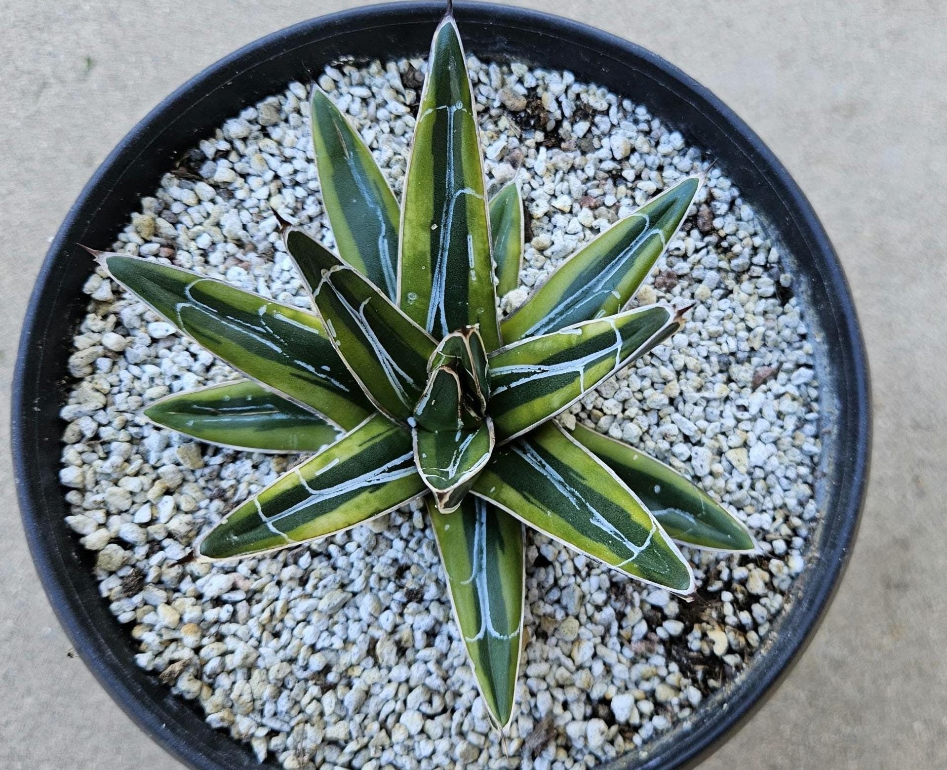6" Agave Variegated - Sun Power