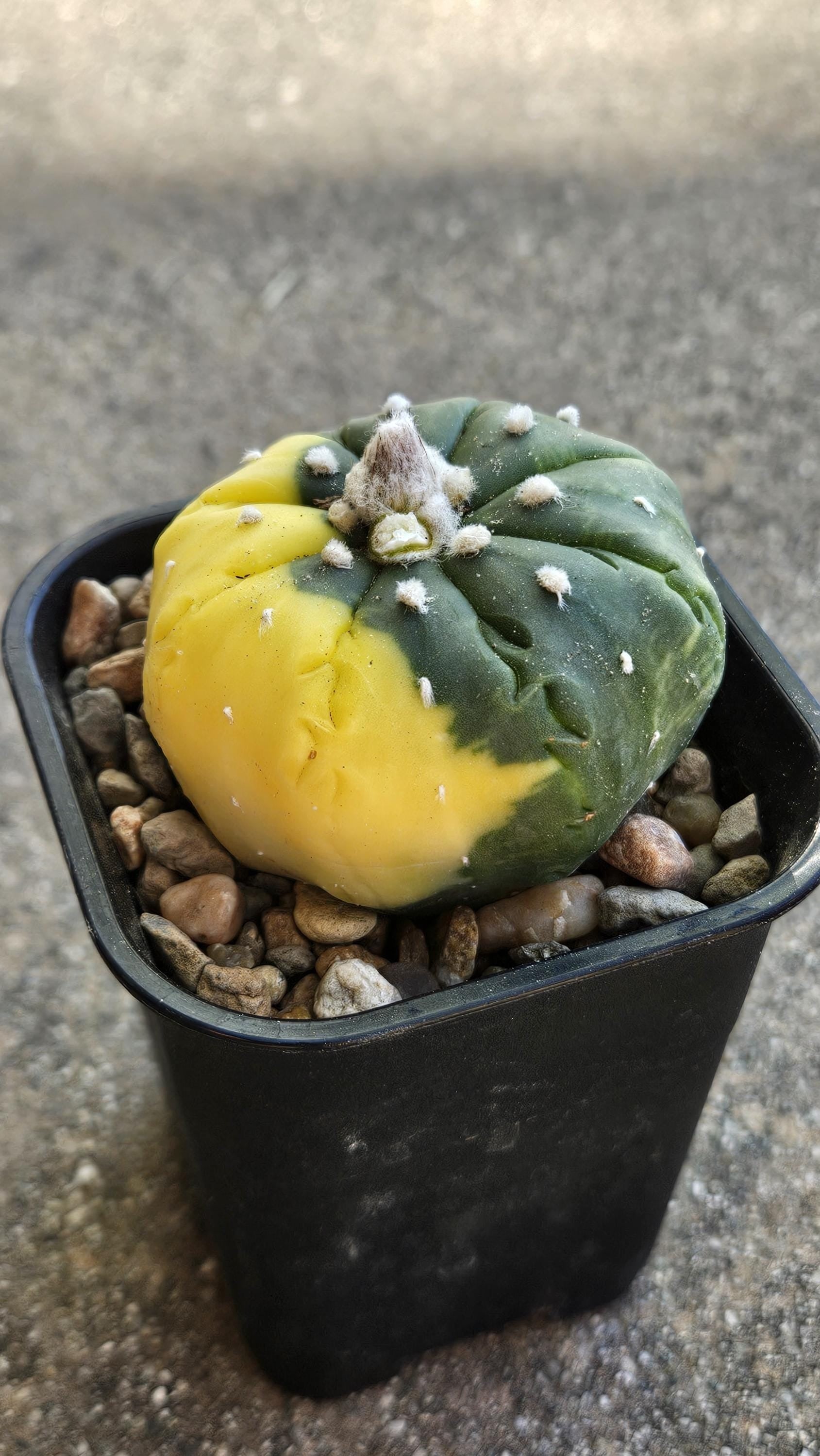 3" Variegated Astrophytum - Rare Seed Grown Cactus