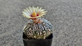 2" Rare Astrophytum 'Super Kabuto'