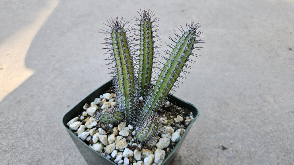 4" Euphorbia Baioensis - Cactus