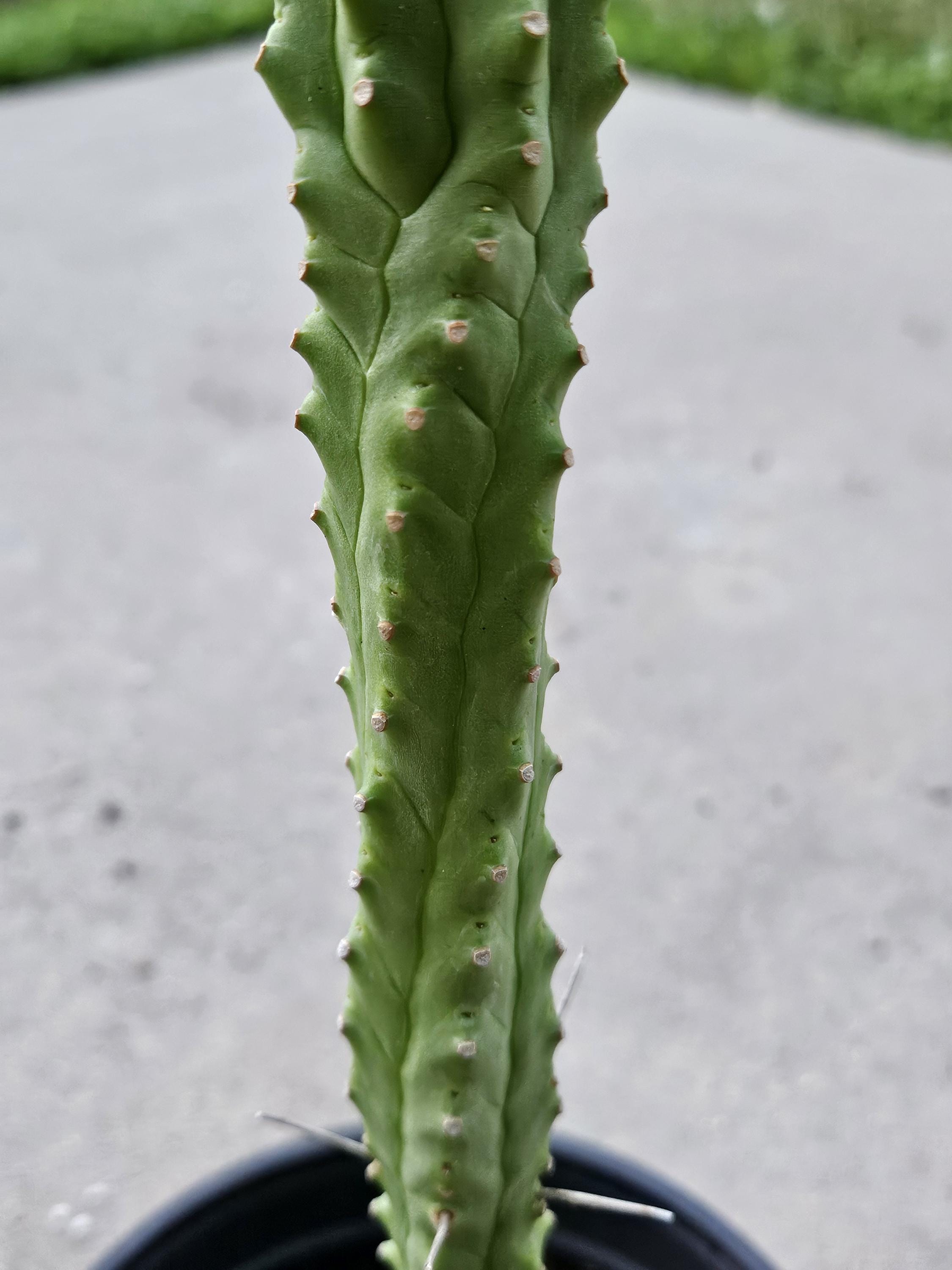 6" African Palm Tree - Euphorbia Loricata ~1.5 ft tall
