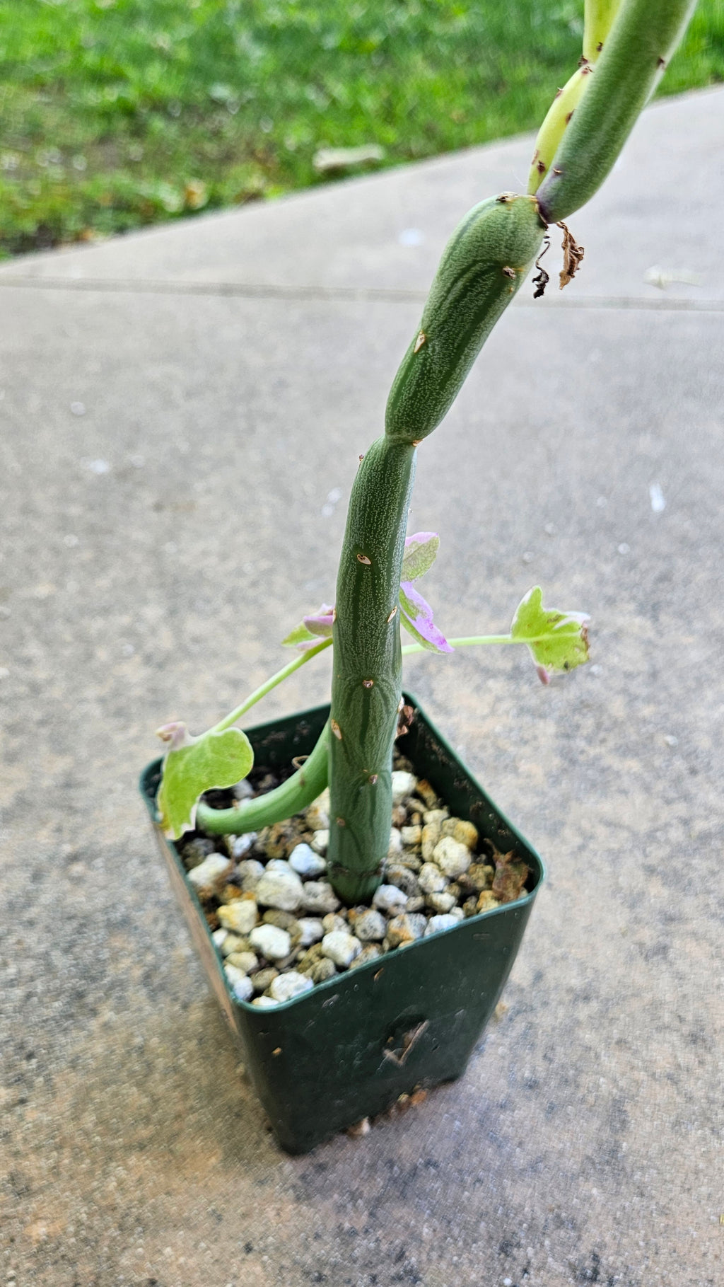 4" Variegated Senecio Articulatis - Rare Hotdog Cactus