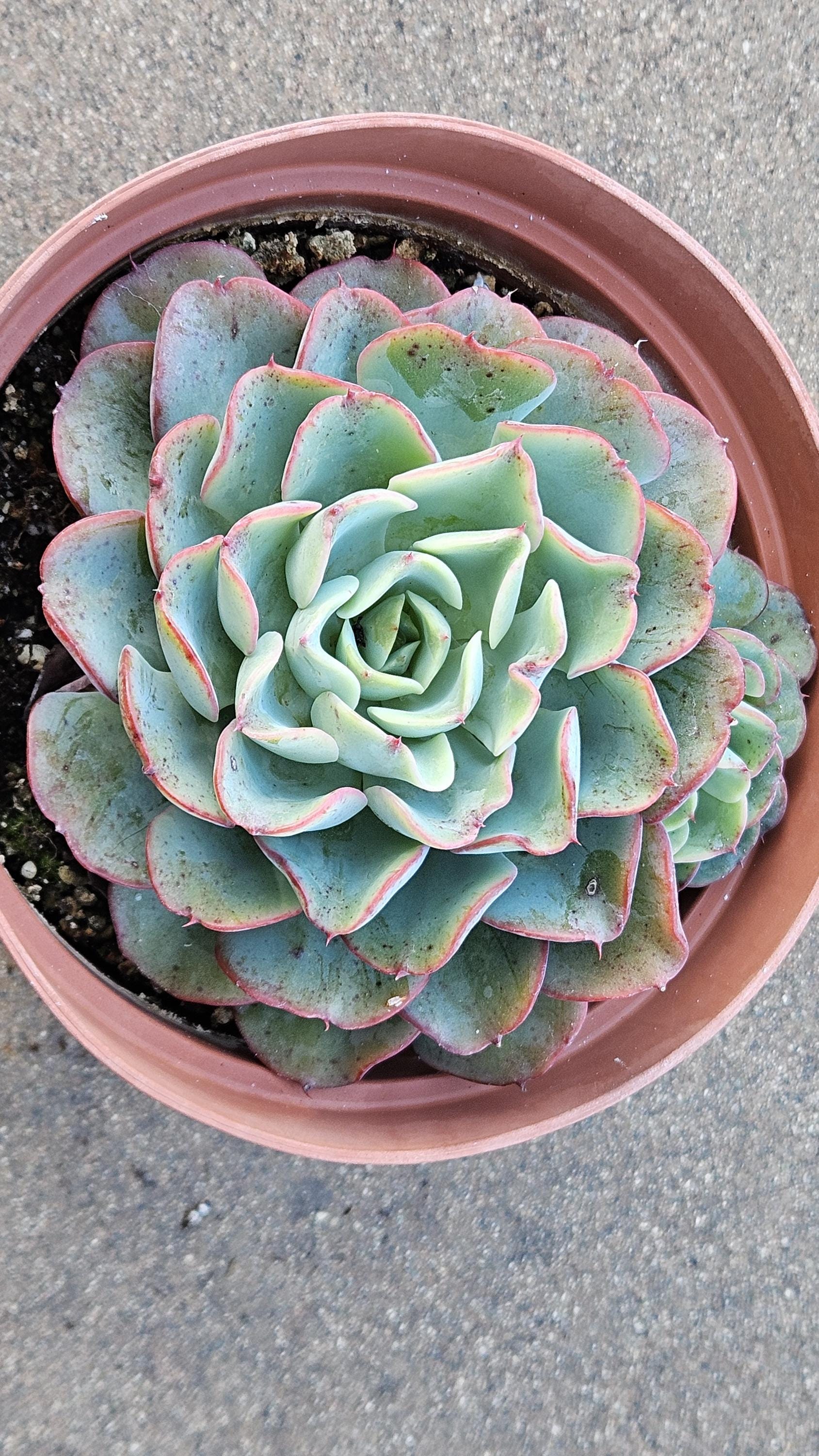 6" Echeveria Panamera - Red Edged - Rosette Succulent