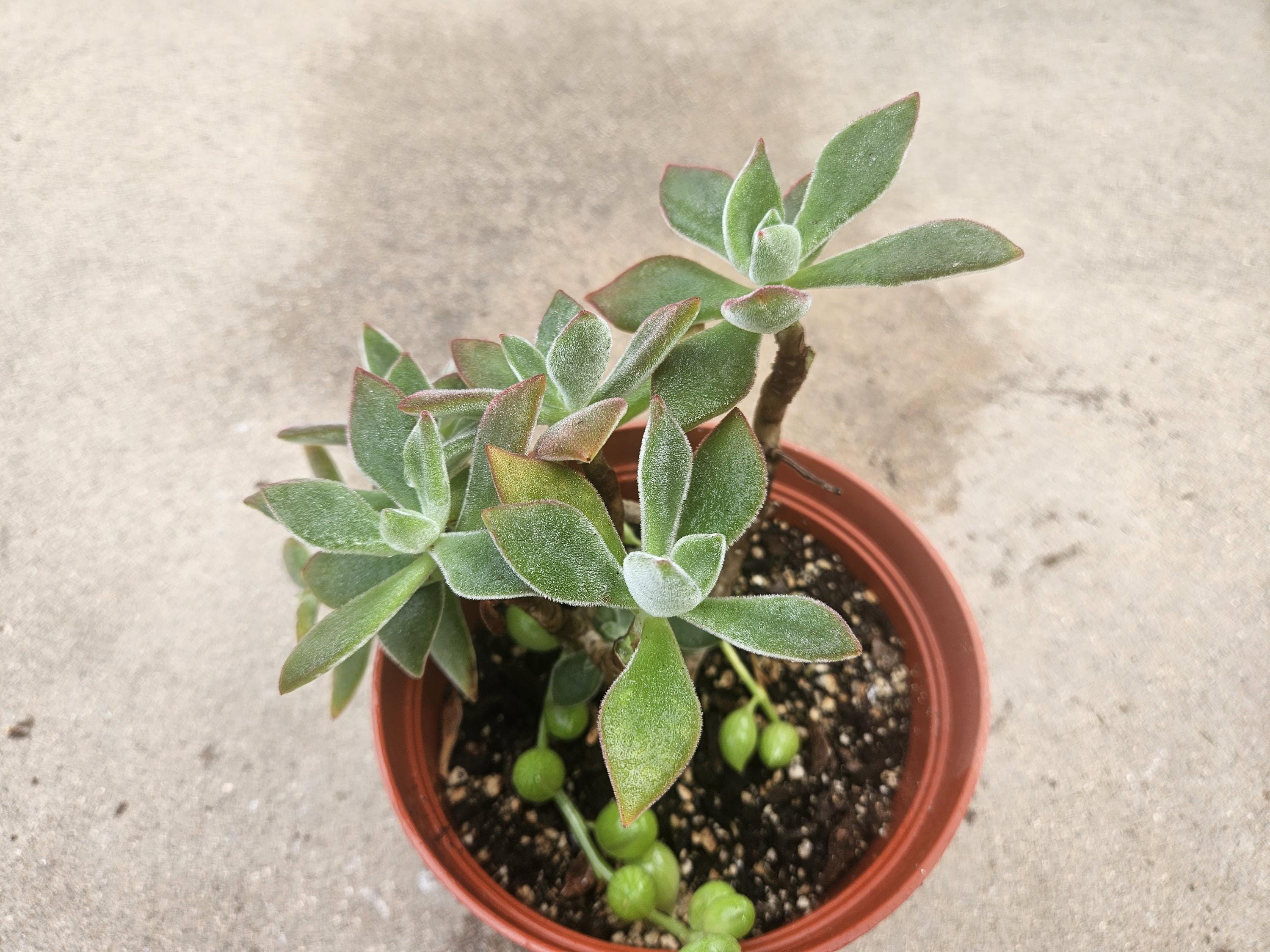 6" Echeveria Harmsii 'Ruby Slipper'