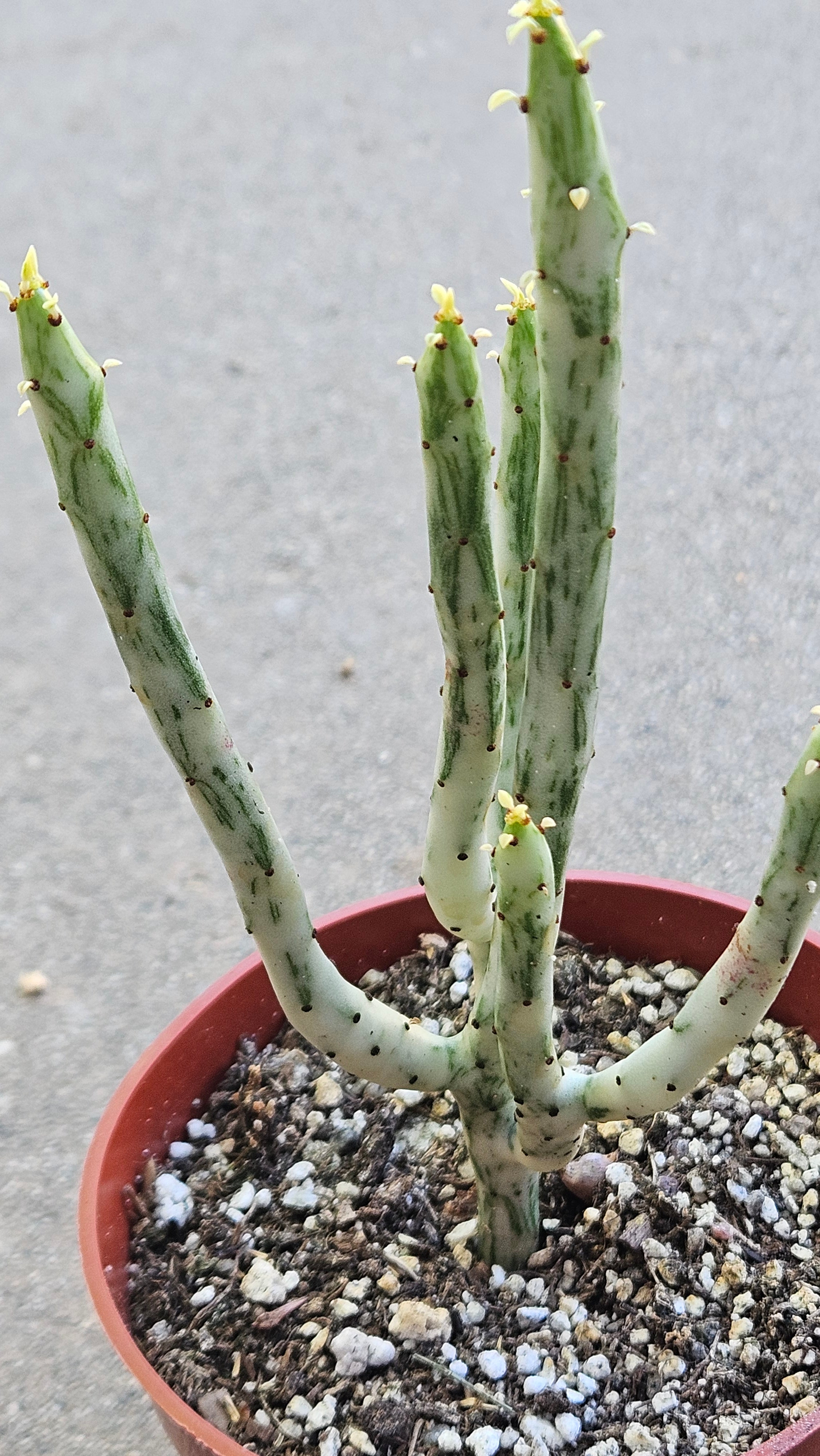 4" Euphorbia Leucodendron Variegated - Rare Succulent