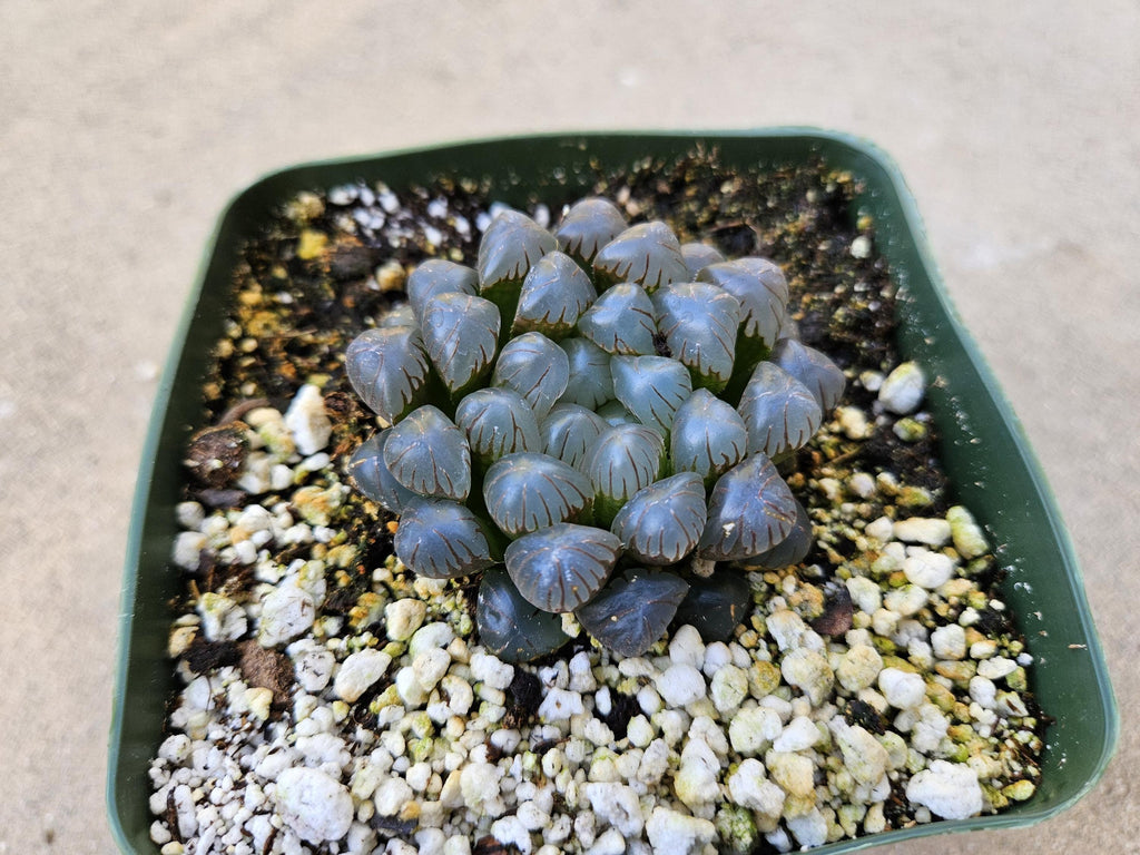 4" Haworthia Cooperi var. Obtusa - Rare Succulents