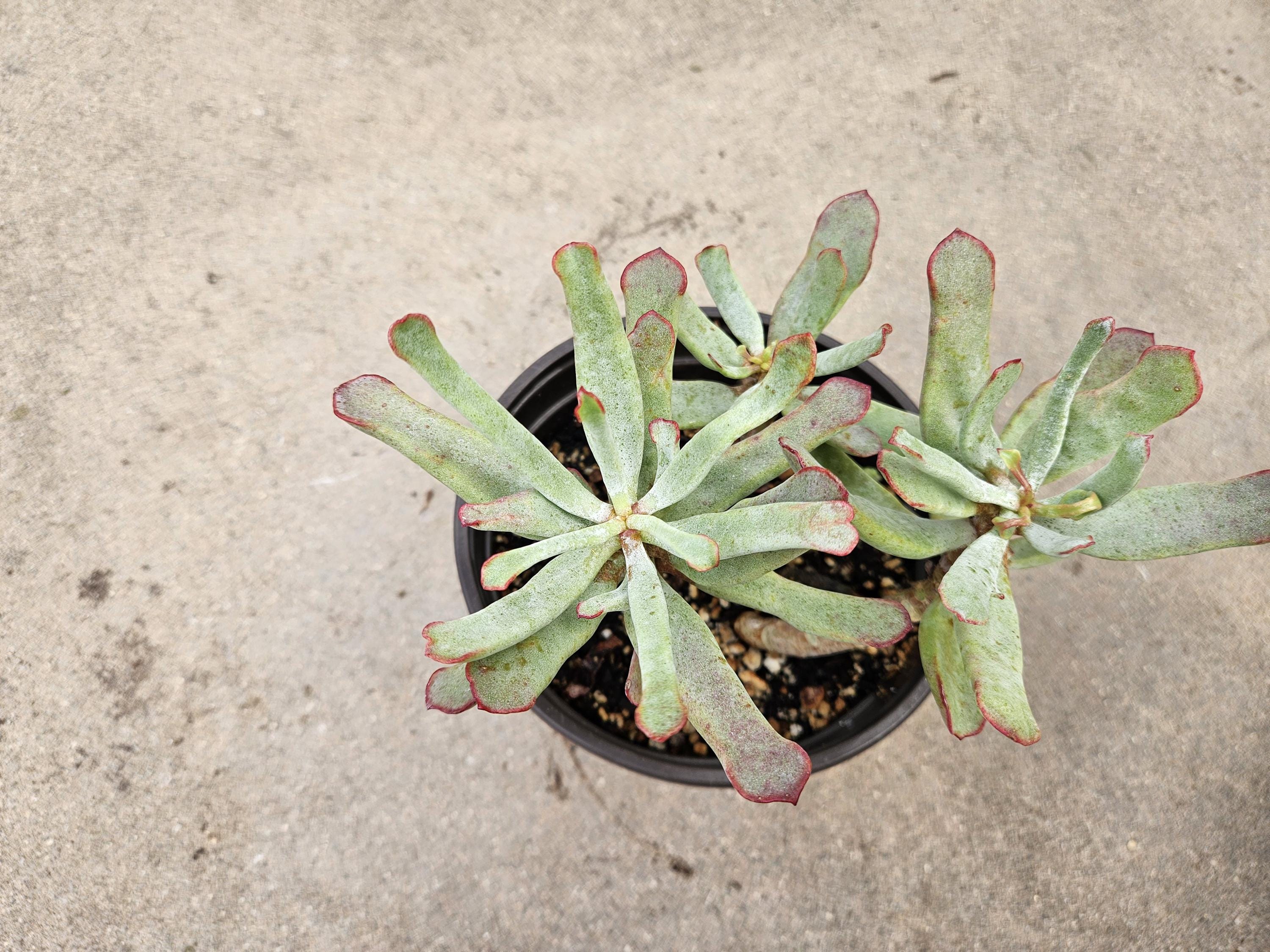 6" Cotyledon Orbiculata var. flanaganii