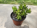 6" Ogre Ears mixed w/ Hobbit