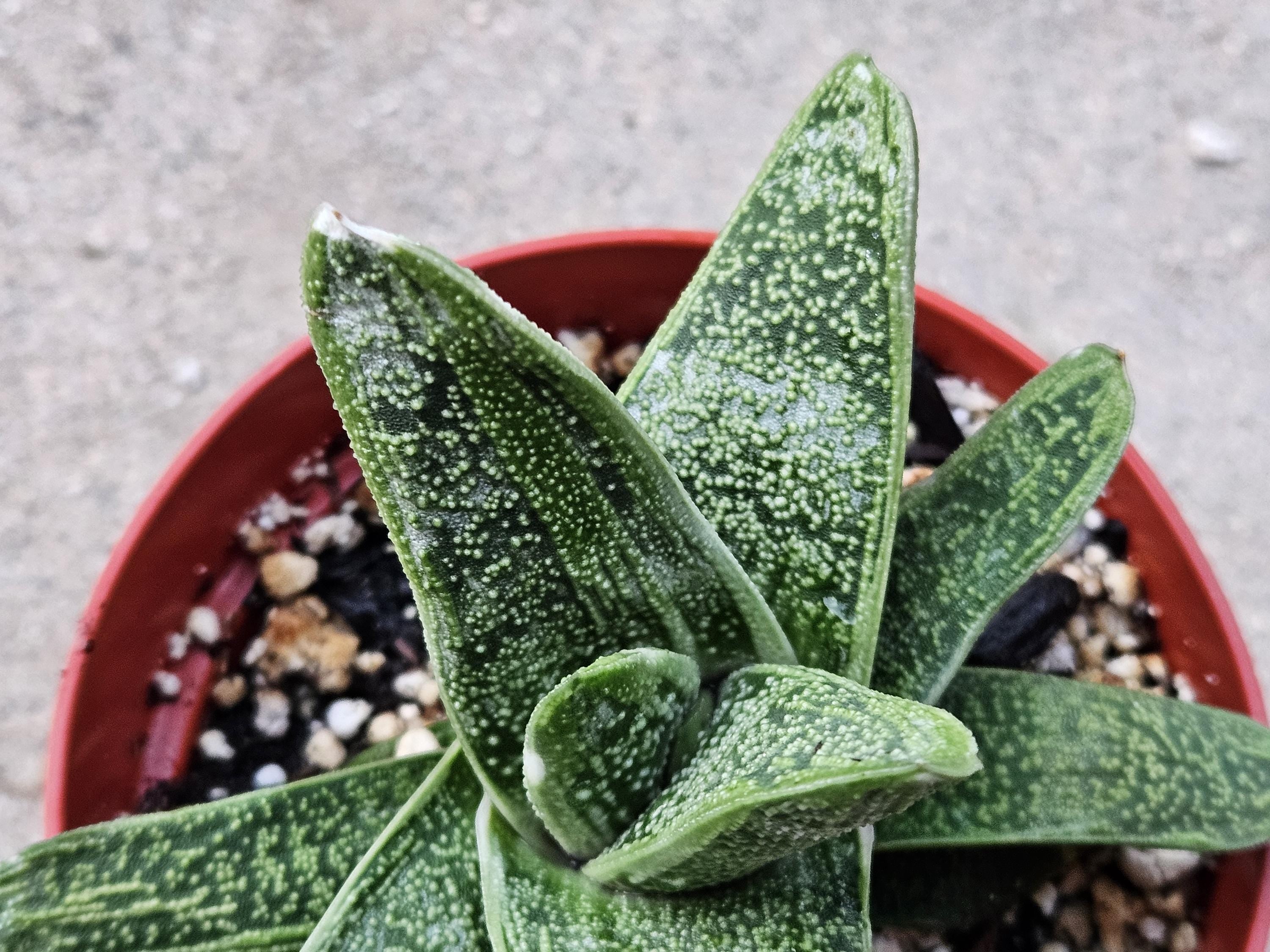 6" Gasteria - Blooming Succulent