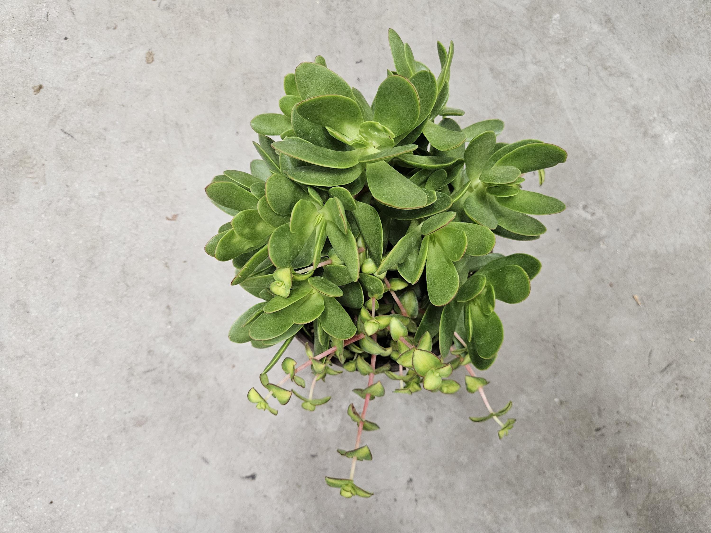 6" Crassula Money Maker with Calico Kitten