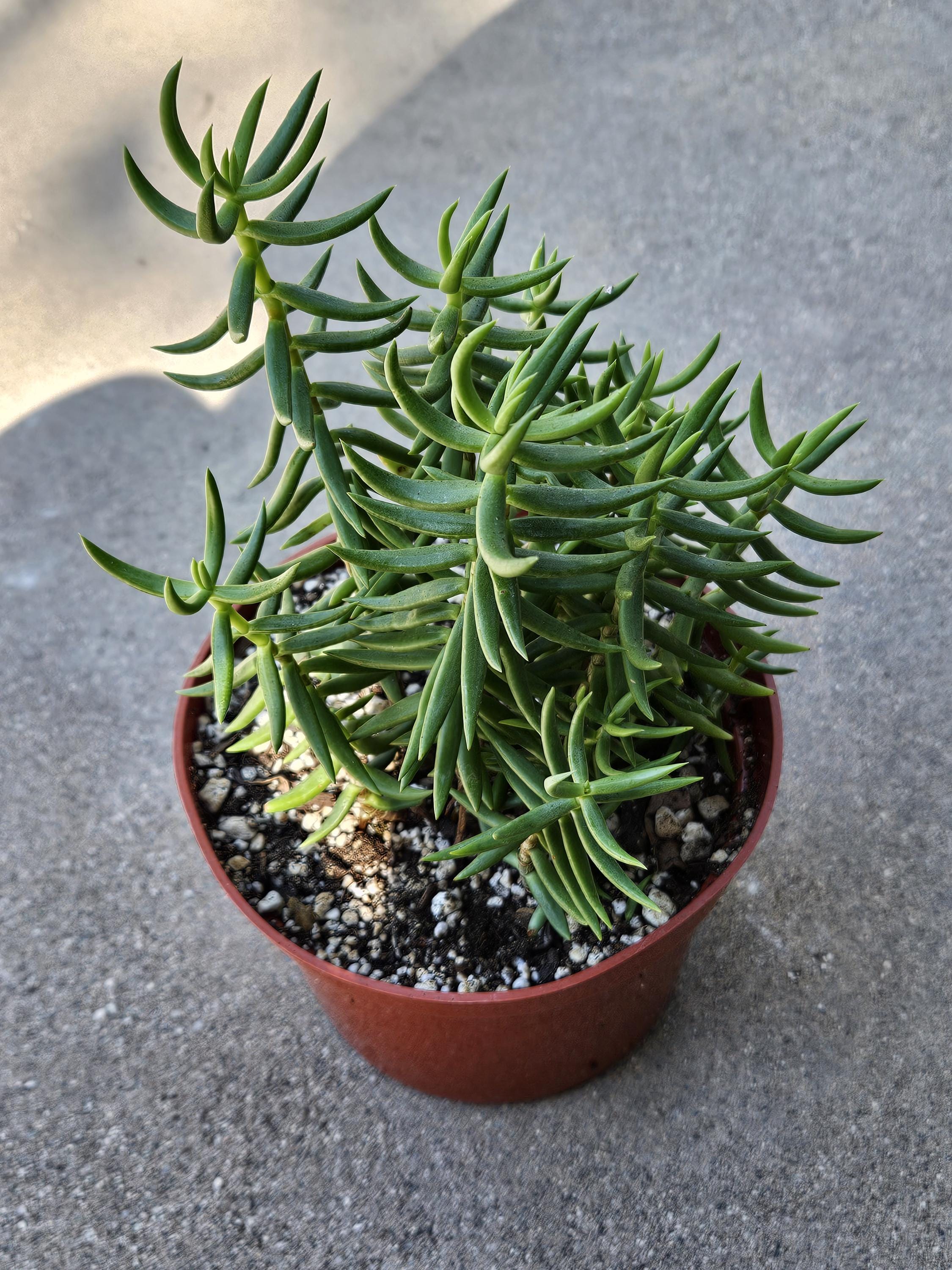 6" Crassula Tetragona - Pine Tree Jade Succulent